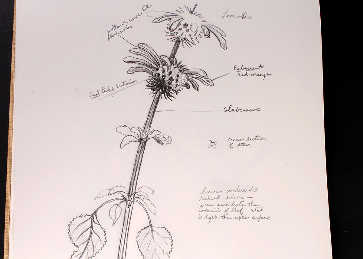 "Ray Harm's African Sketchbook"