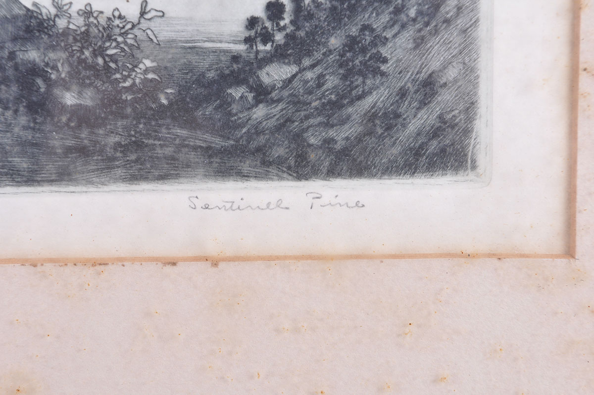 Framed George Elbert Burr Etching of "Sentinel Pine"