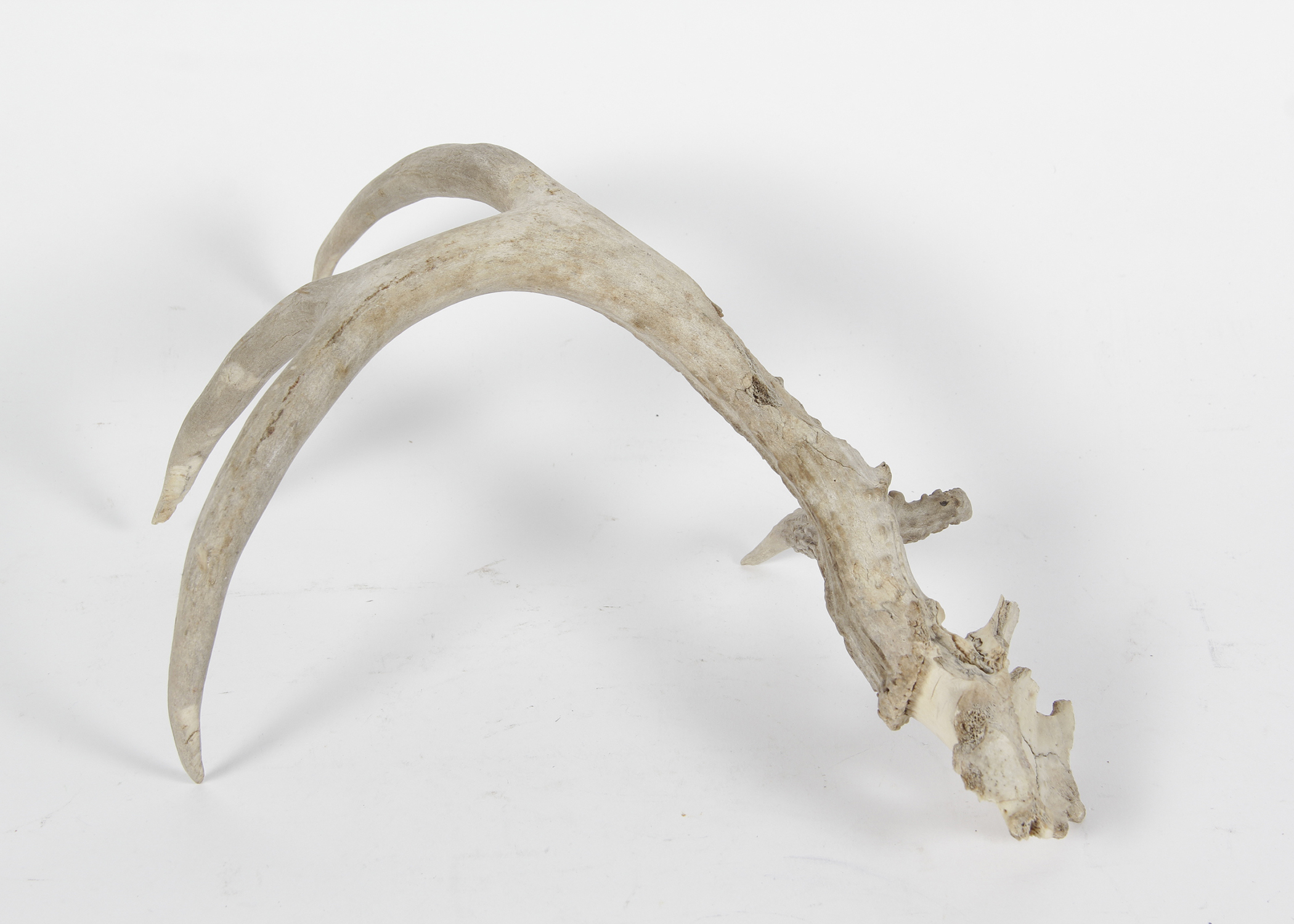 Natural Shed Deer Antler