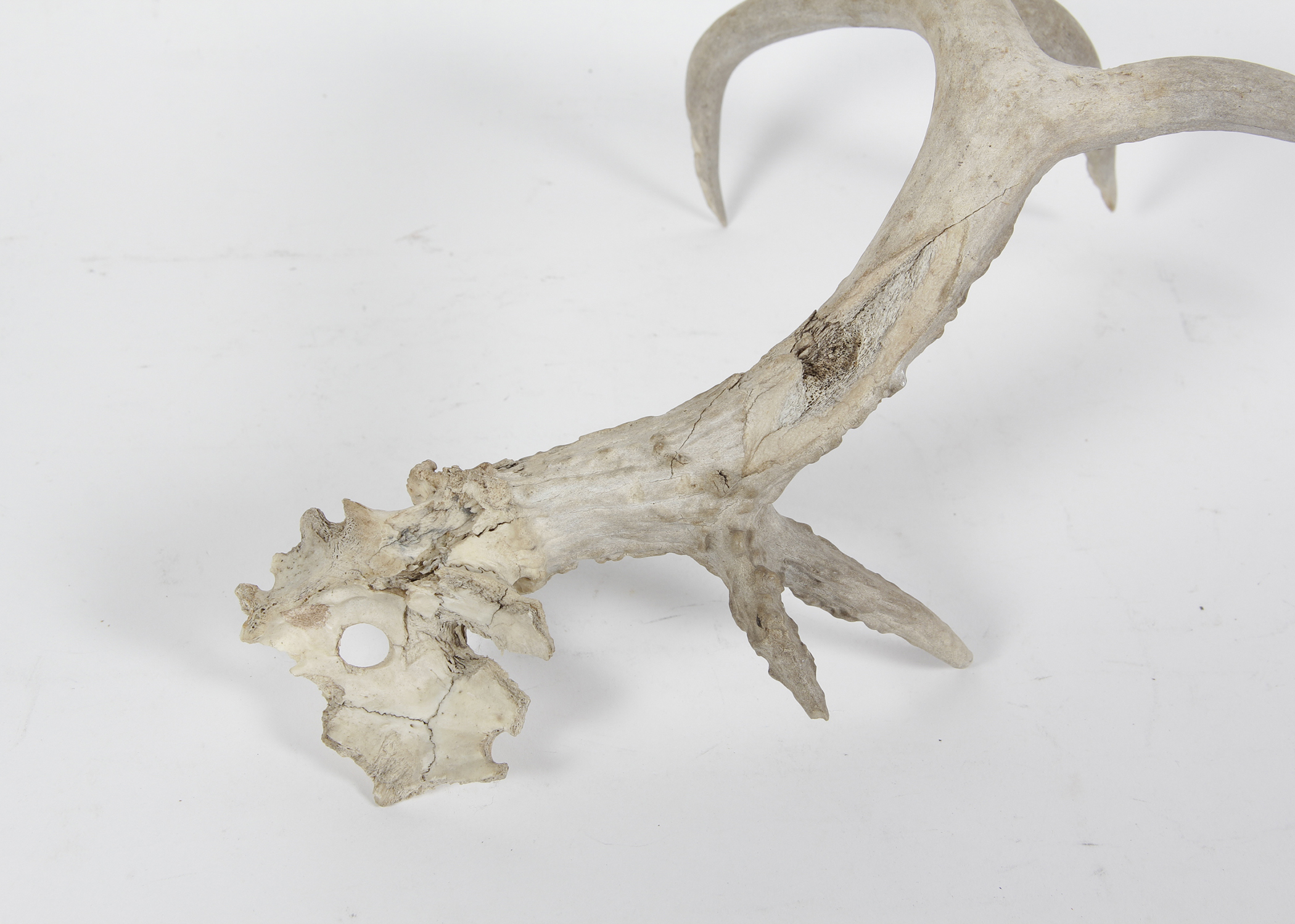 Natural Shed Deer Antler