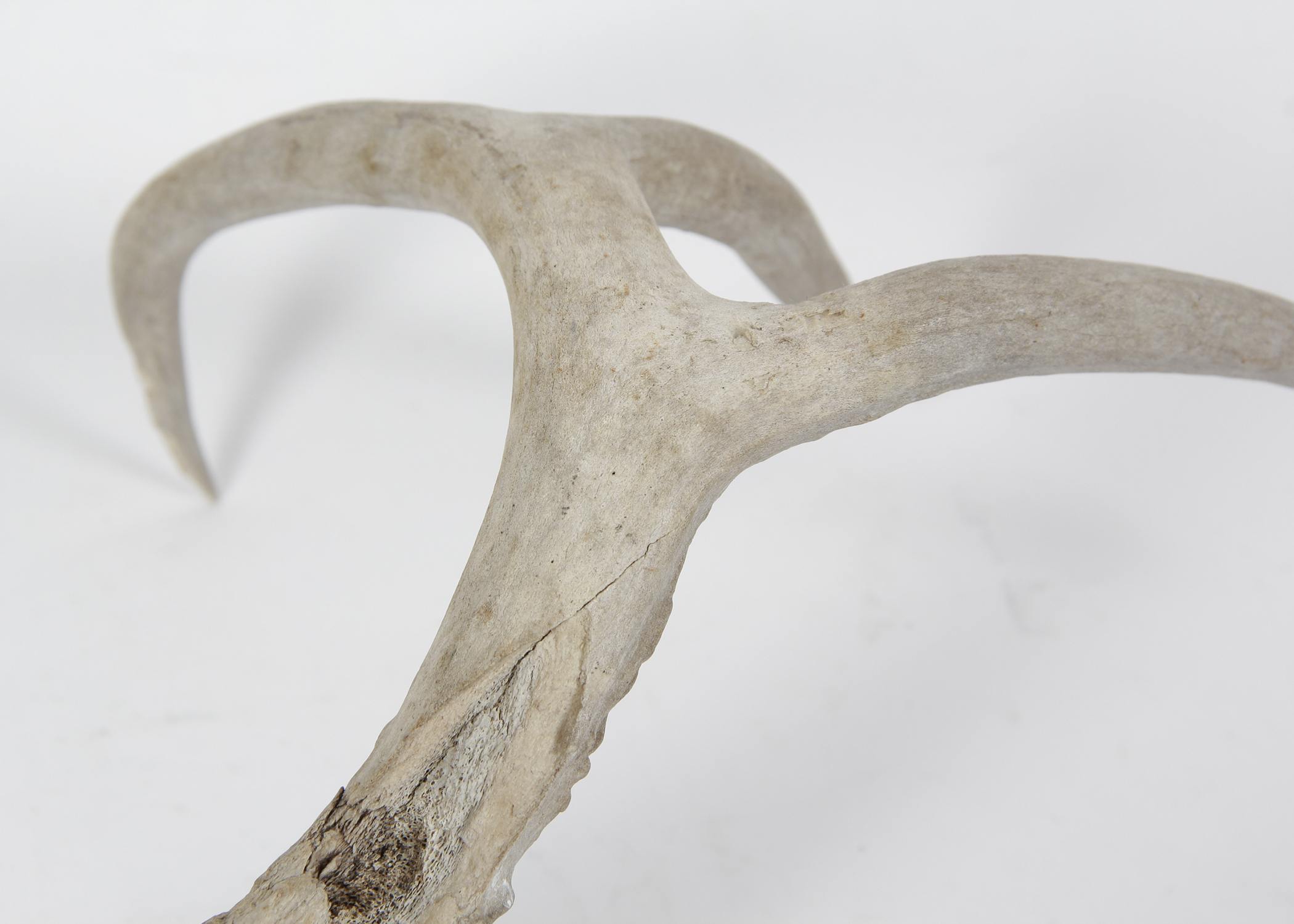 Natural Shed Deer Antler