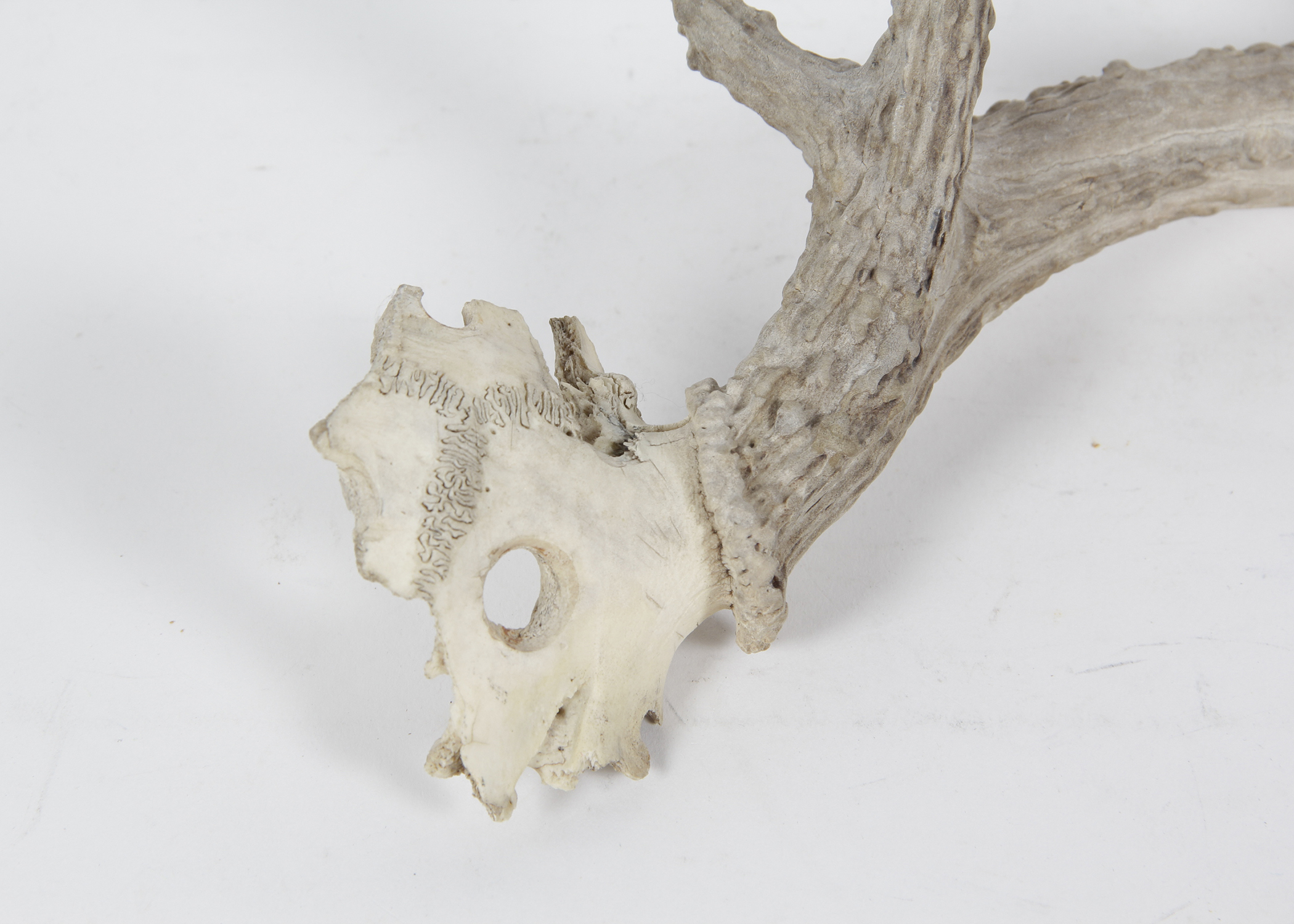 Natural Shed Deer Antler