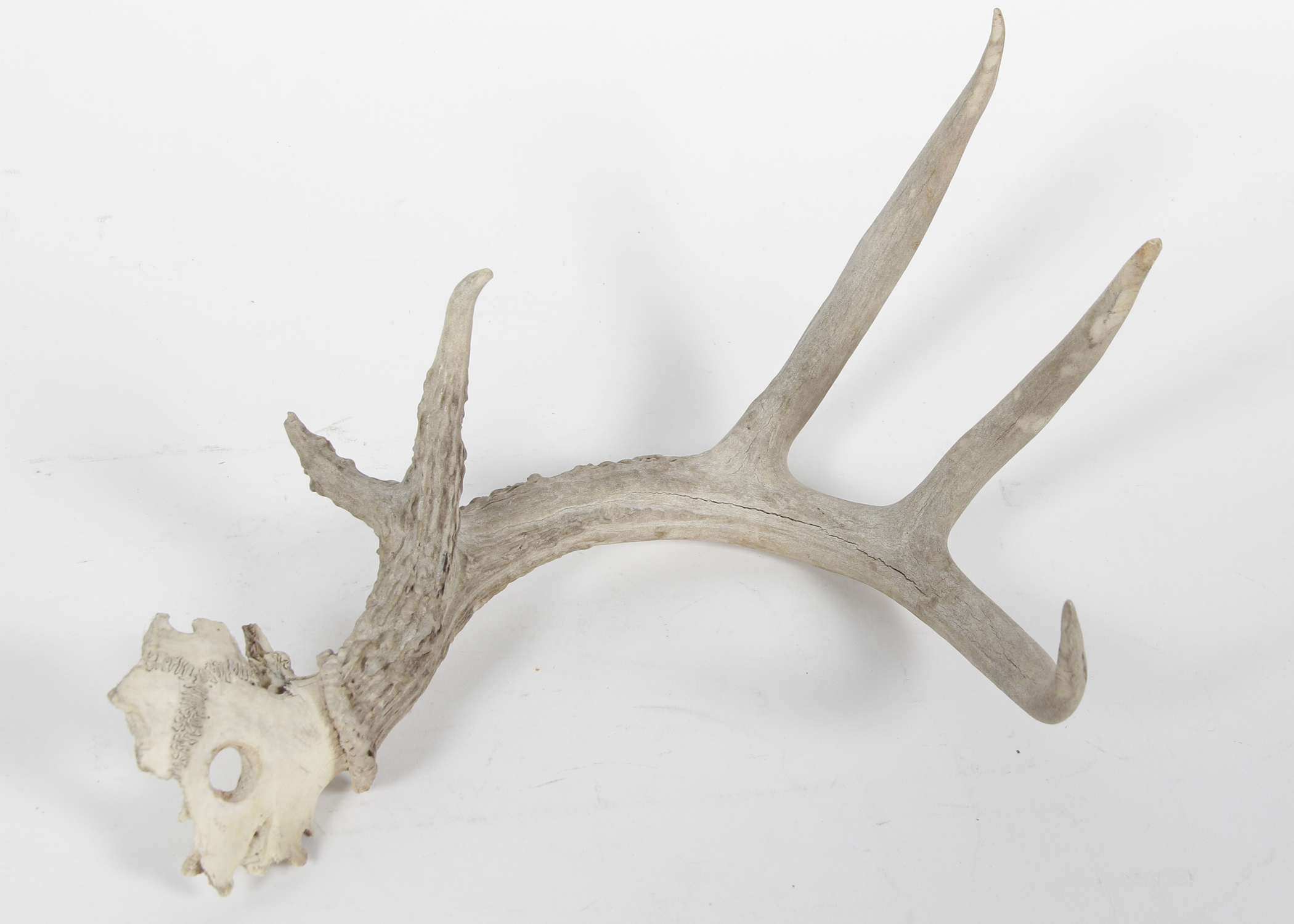 Natural Shed Deer Antler