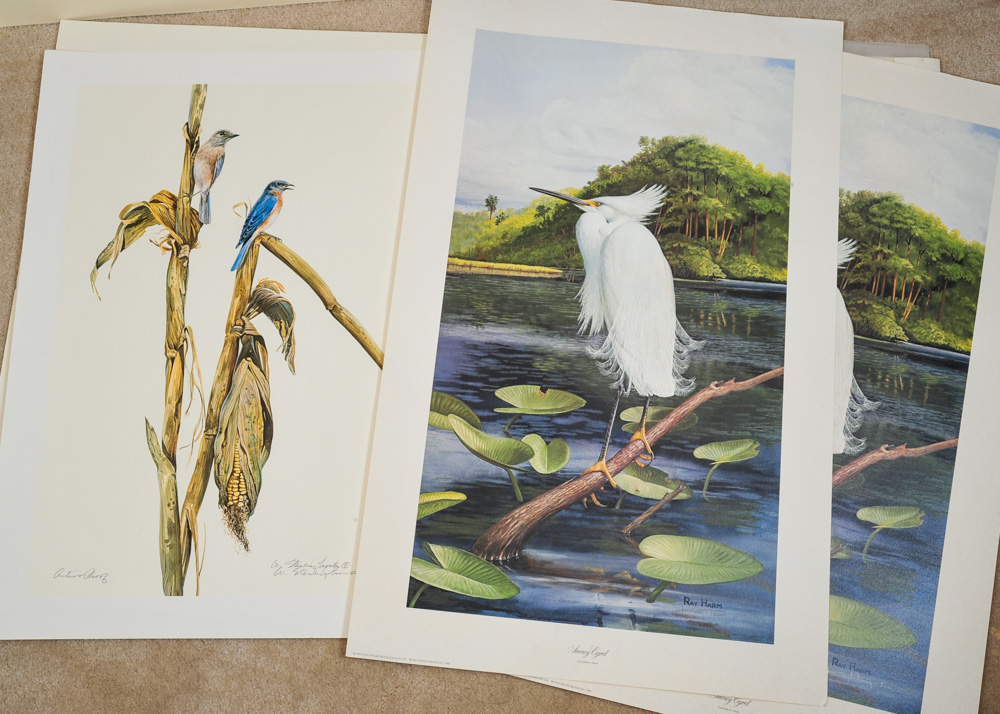 Signed Limited Edition Wildlife Prints