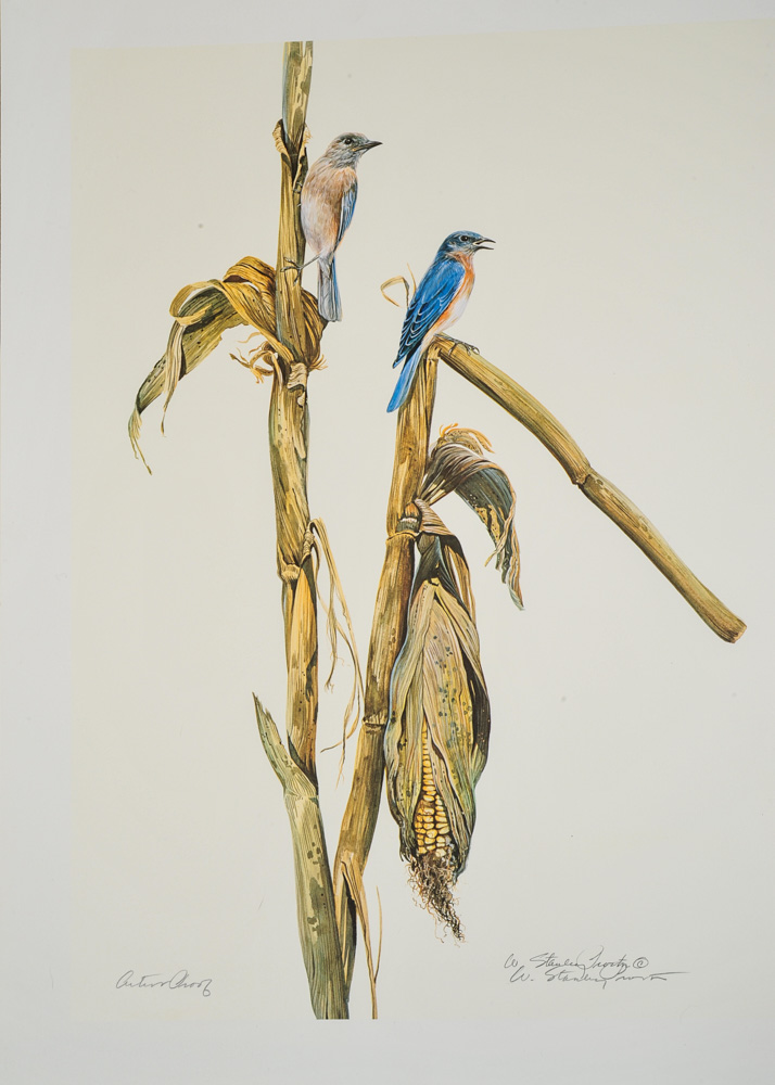 Signed Limited Edition Wildlife Prints