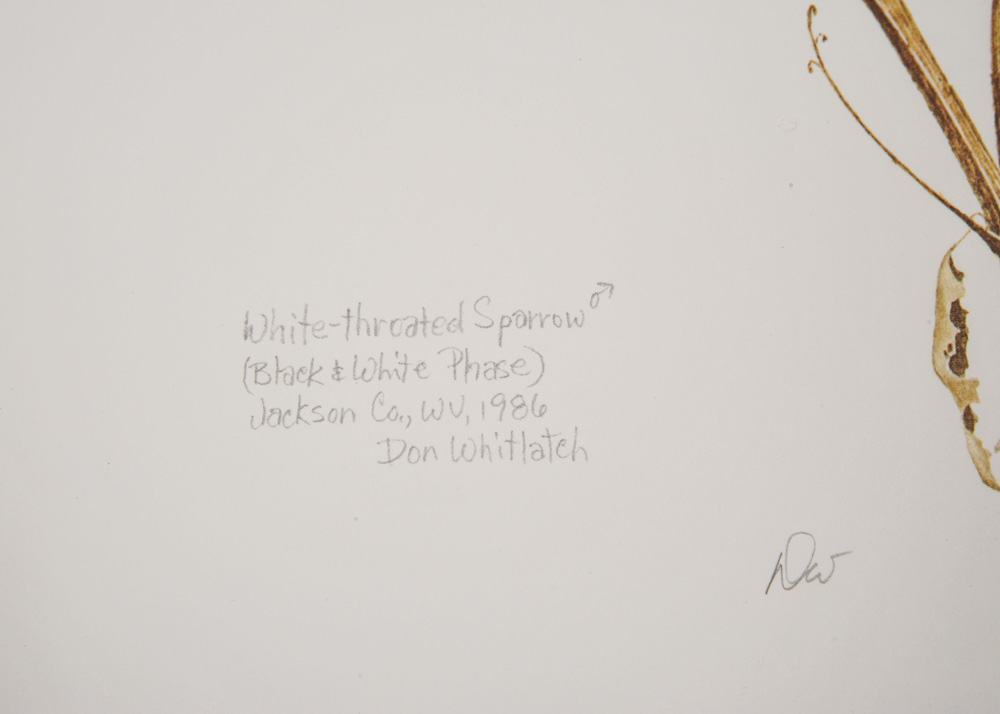 Signed Limited Edition Wildlife Prints