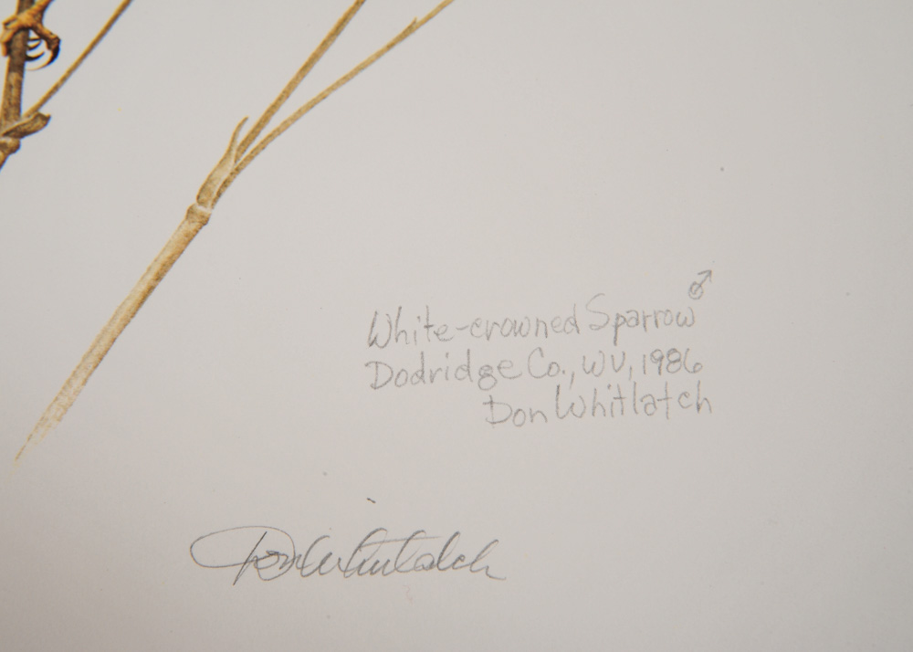 Signed Limited Edition Wildlife Prints