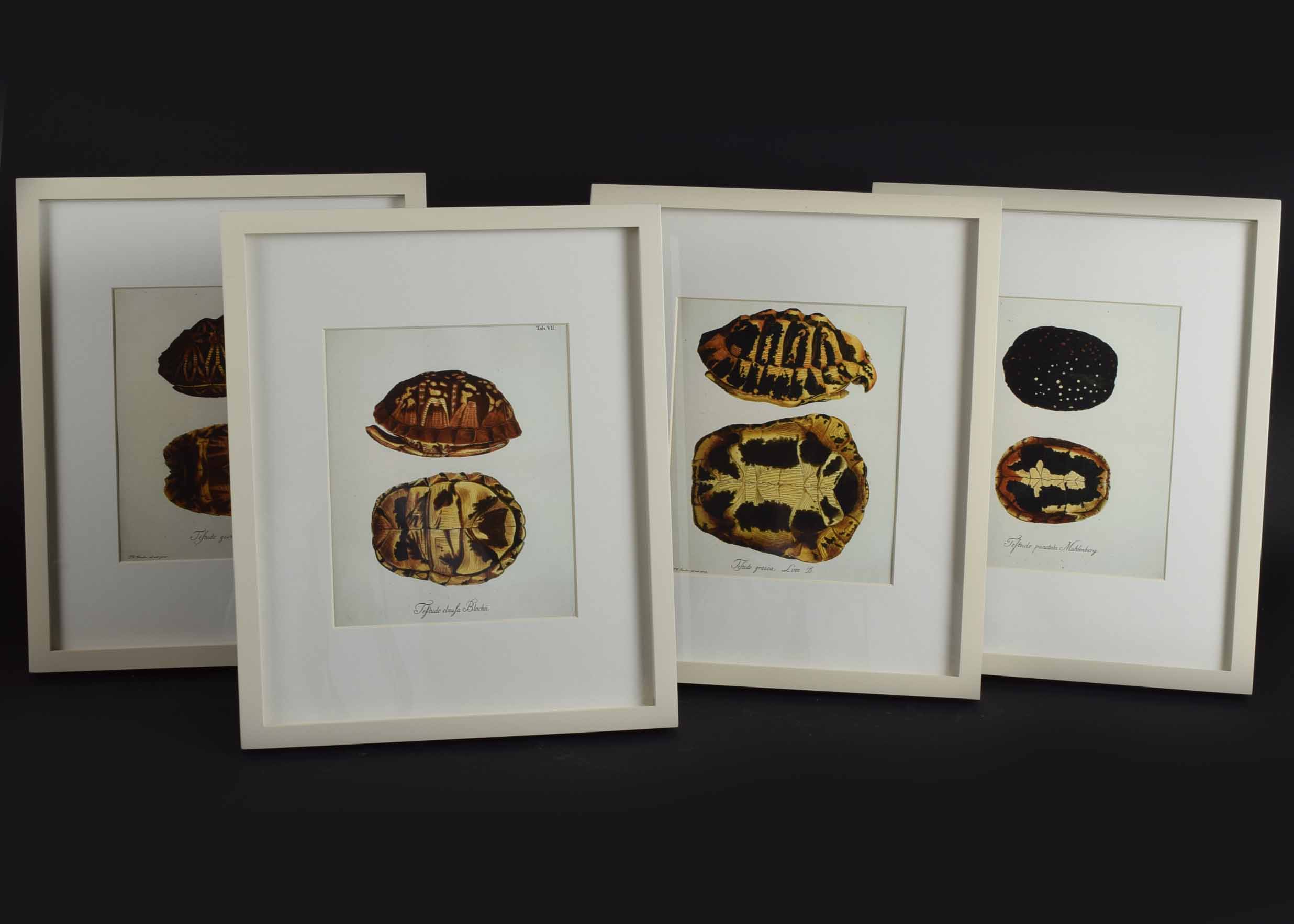 Four Pottery Barn Framed Turtle Shell Lithographs