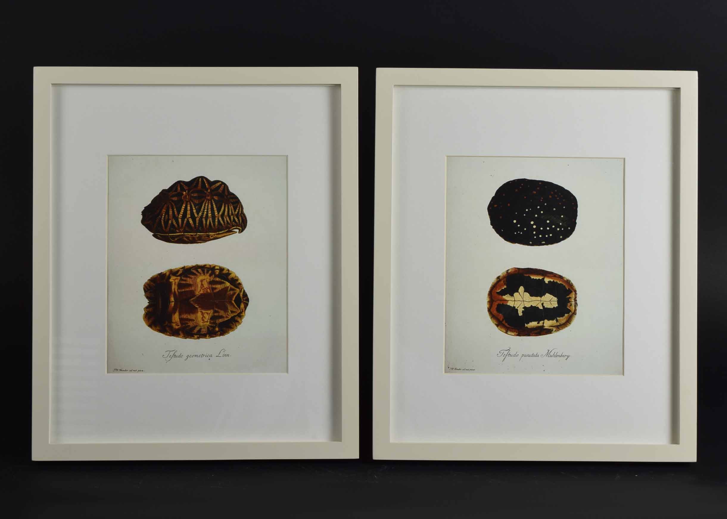 Four Pottery Barn Framed Turtle Shell Lithographs