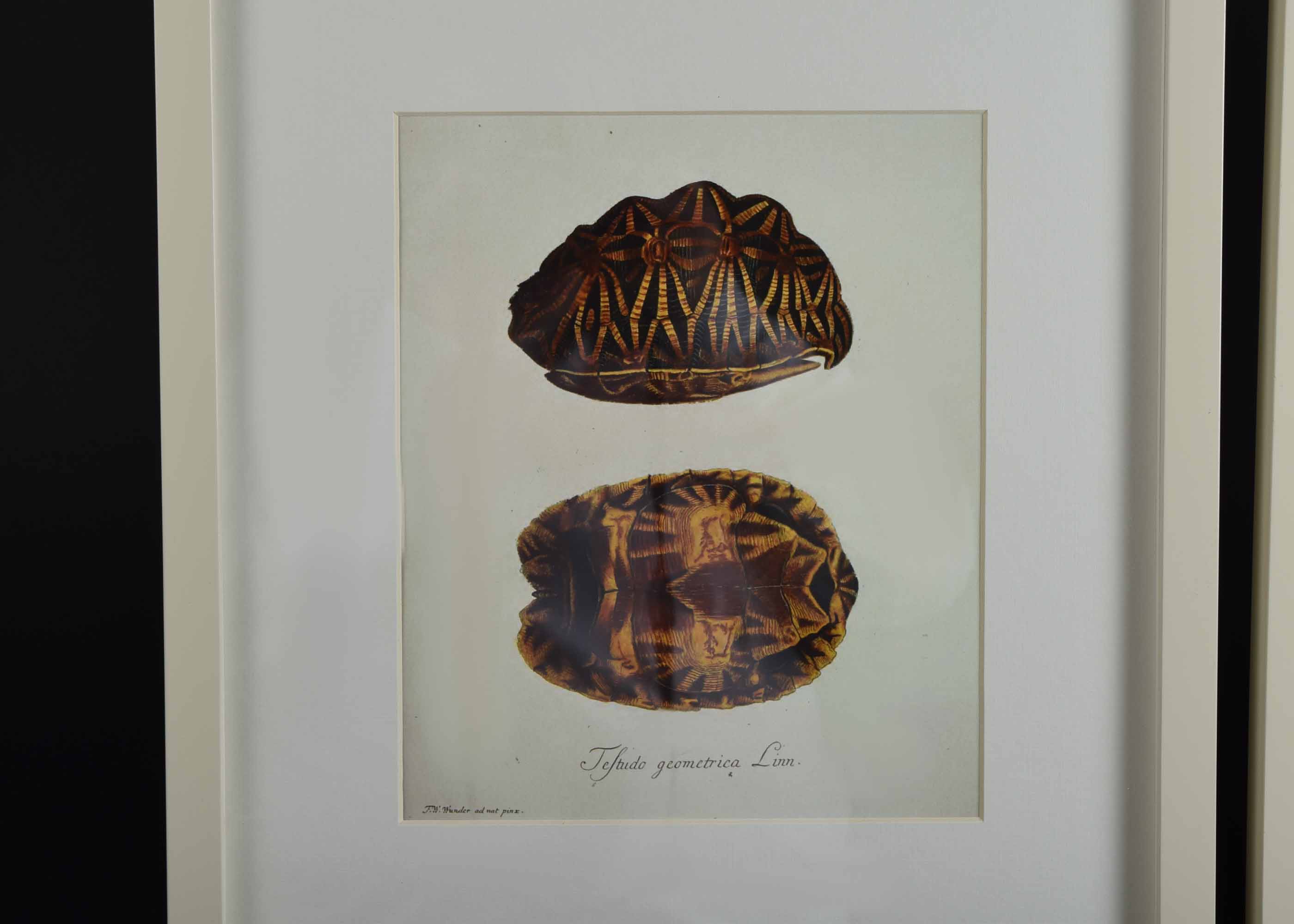 Four Pottery Barn Framed Turtle Shell Lithographs