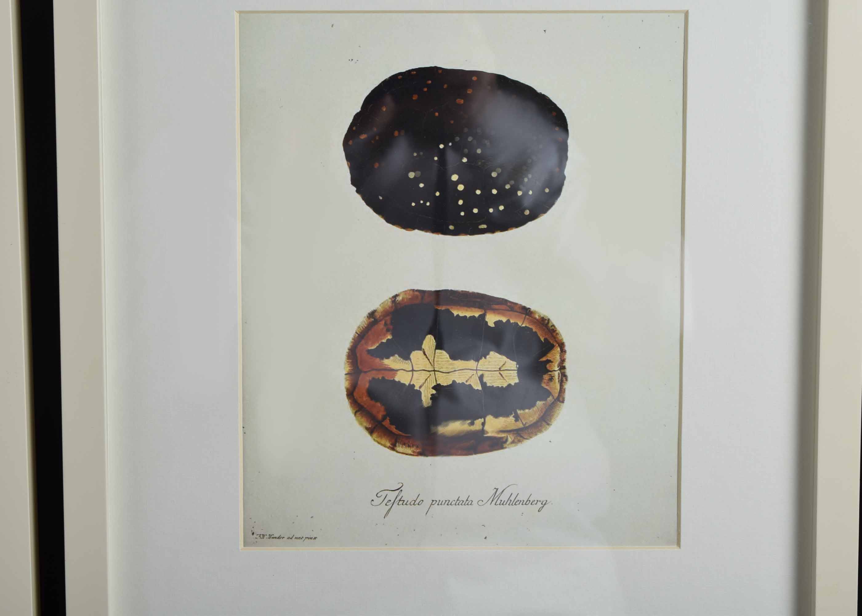 Four Pottery Barn Framed Turtle Shell Lithographs