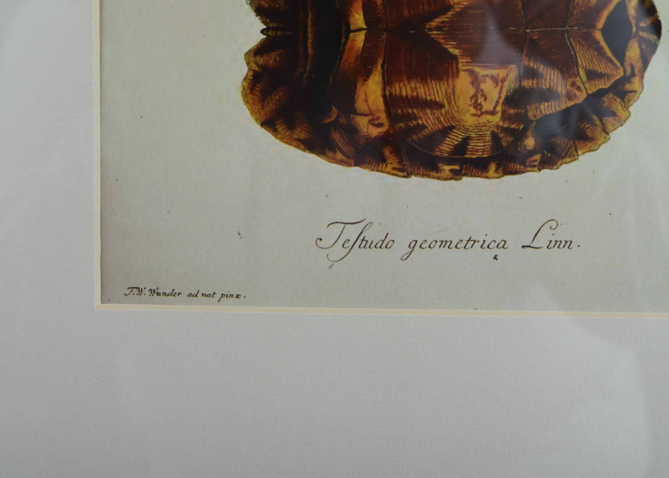 Four Pottery Barn Framed Turtle Shell Lithographs