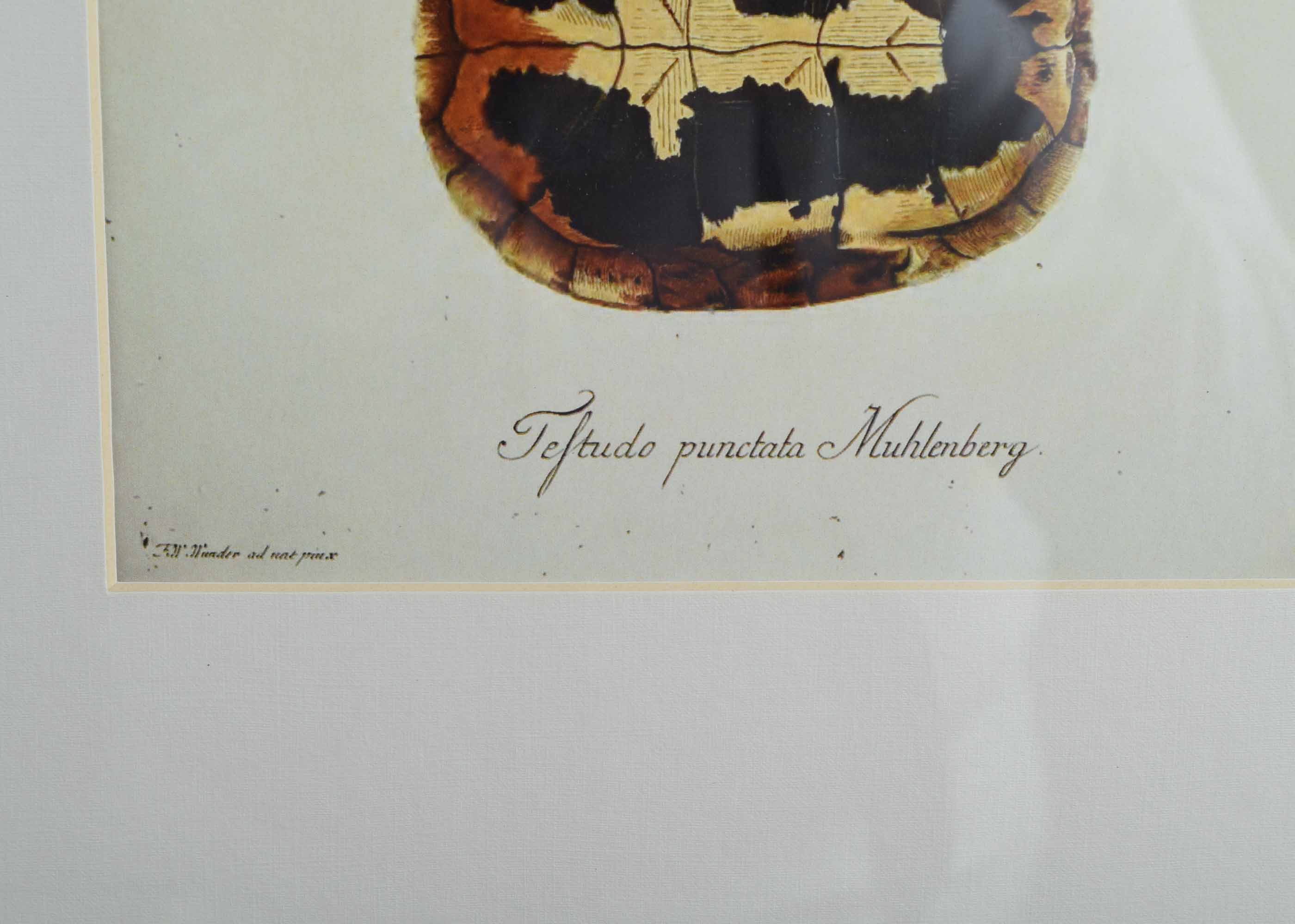 Four Pottery Barn Framed Turtle Shell Lithographs