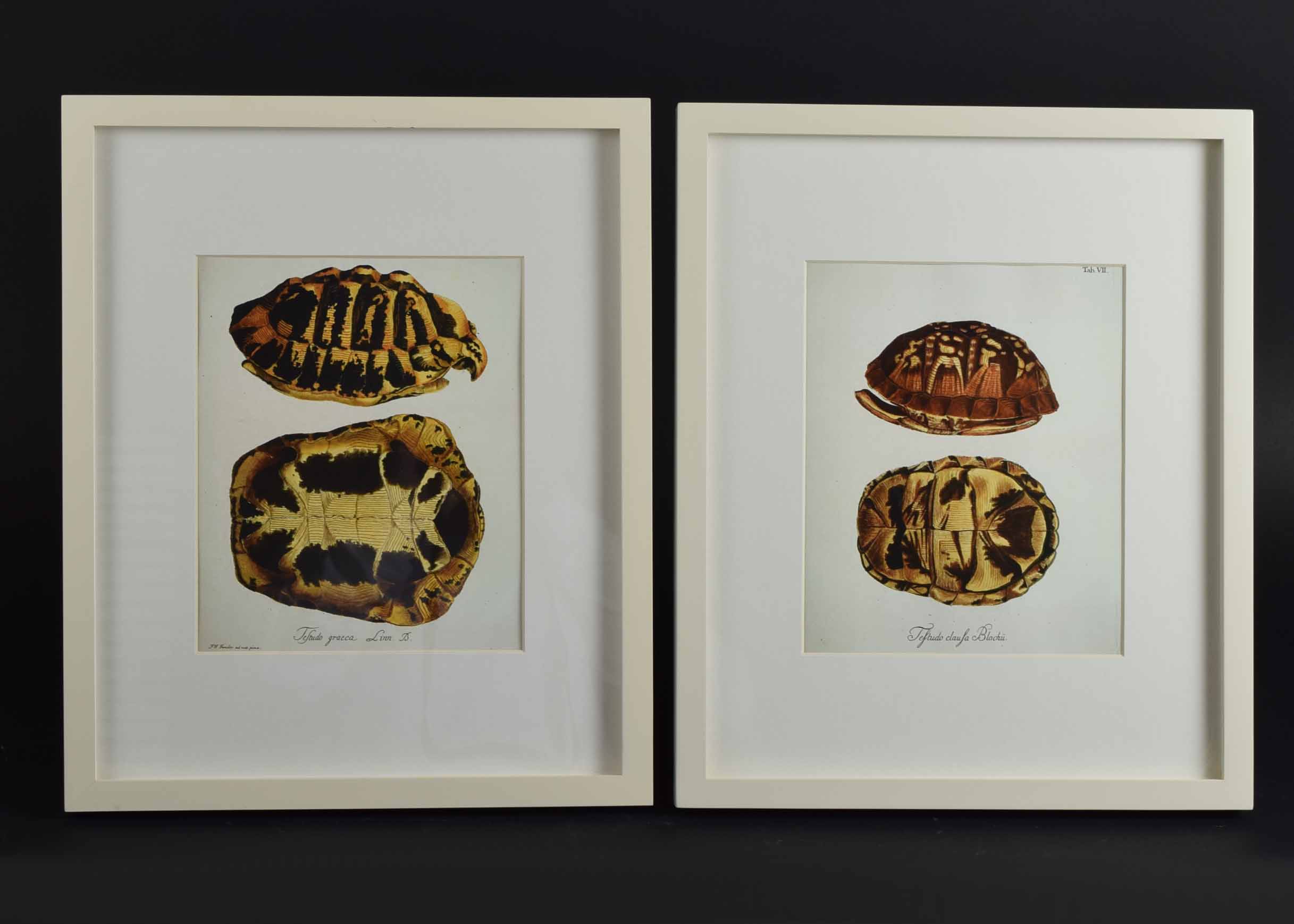 Four Pottery Barn Framed Turtle Shell Lithographs