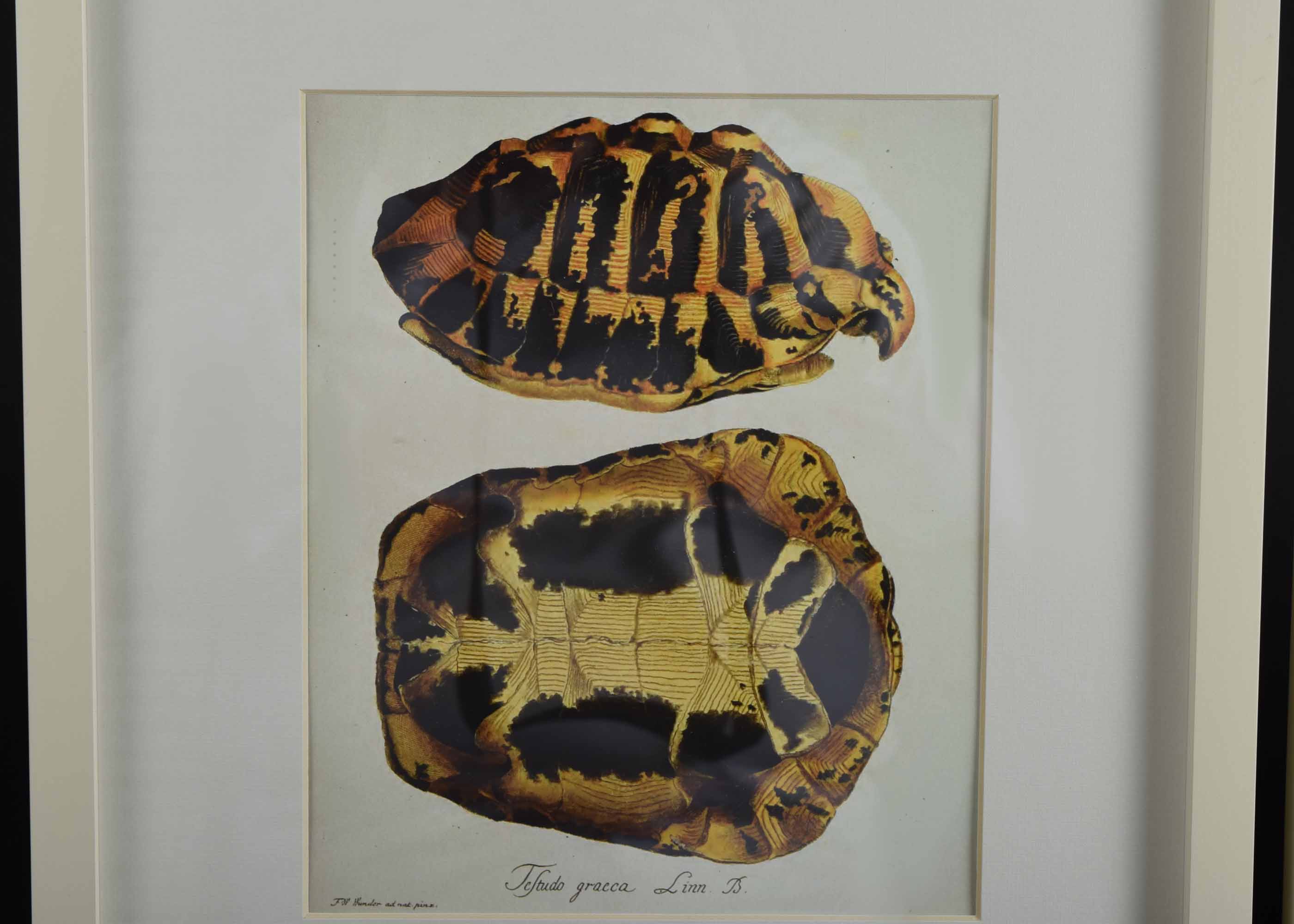 Four Pottery Barn Framed Turtle Shell Lithographs