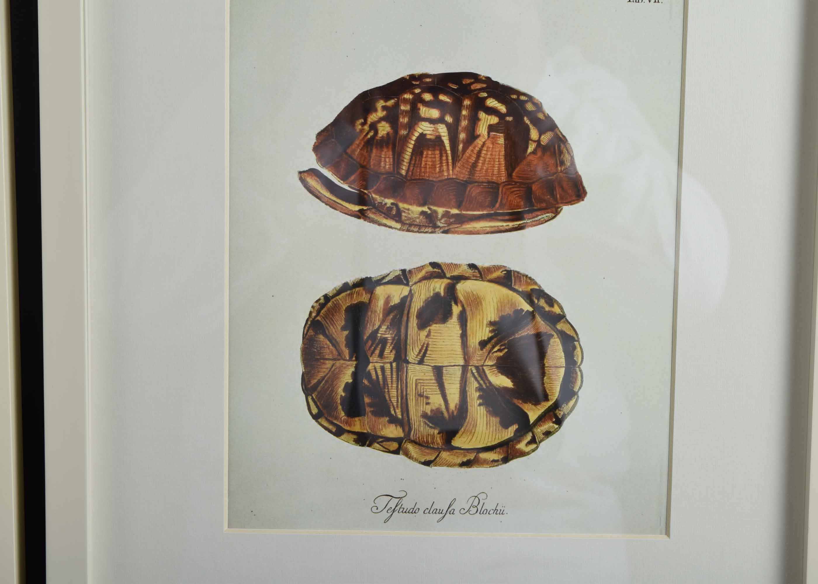 Four Pottery Barn Framed Turtle Shell Lithographs