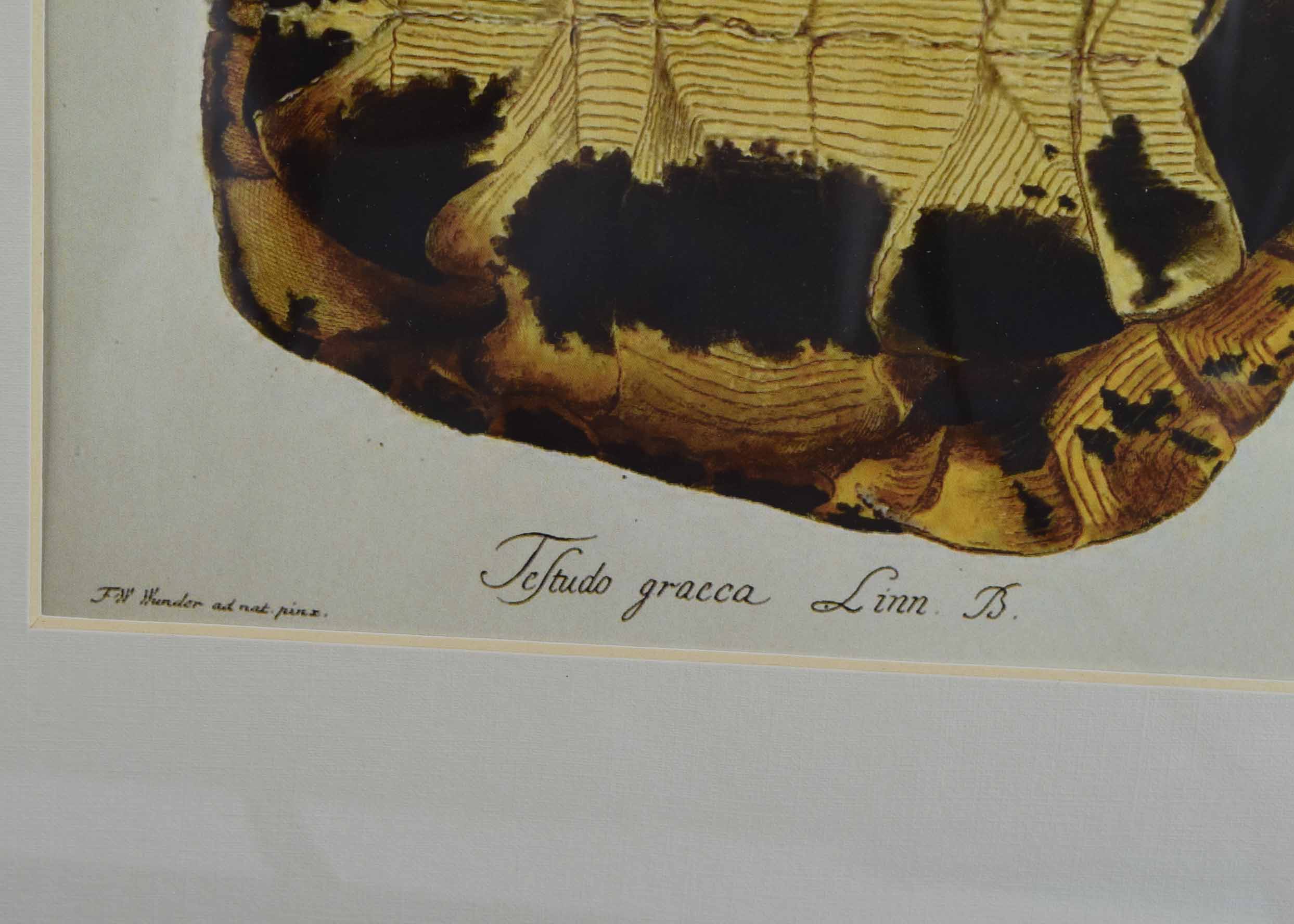 Four Pottery Barn Framed Turtle Shell Lithographs