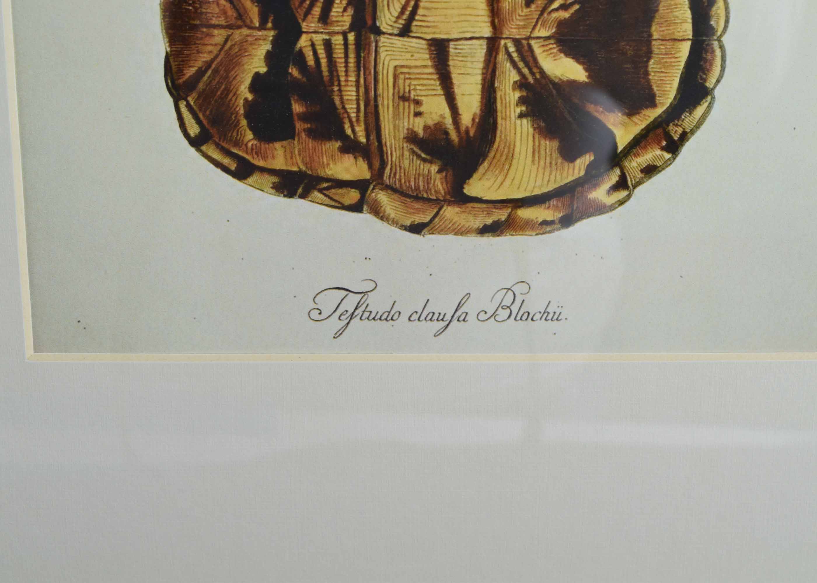 Four Pottery Barn Framed Turtle Shell Lithographs