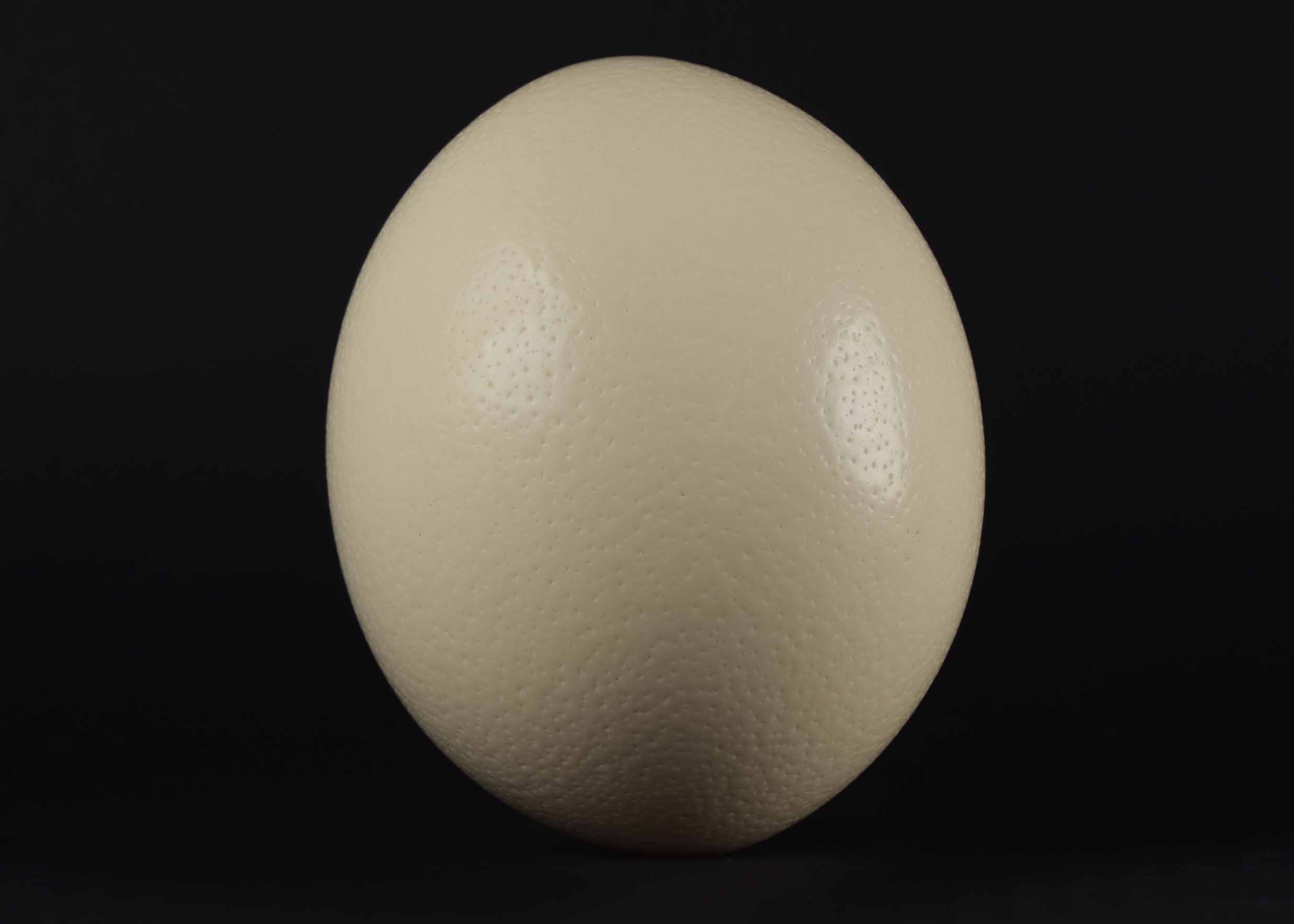 Ostrich Egg