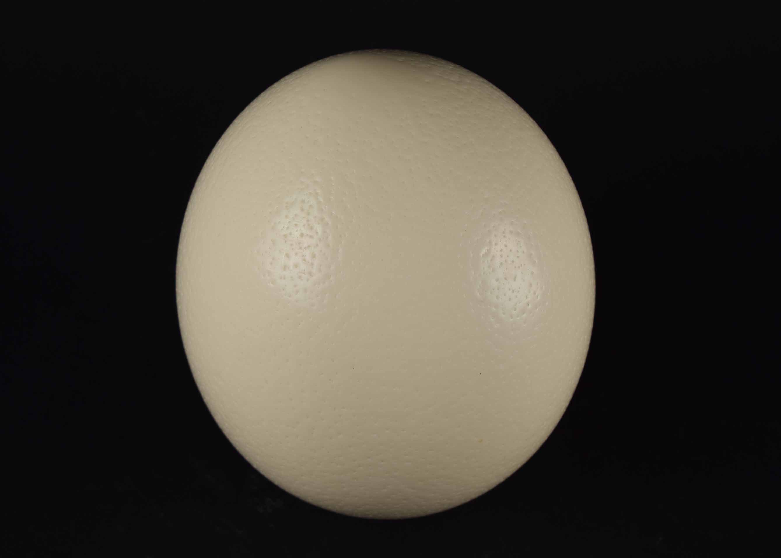 Ostrich Egg