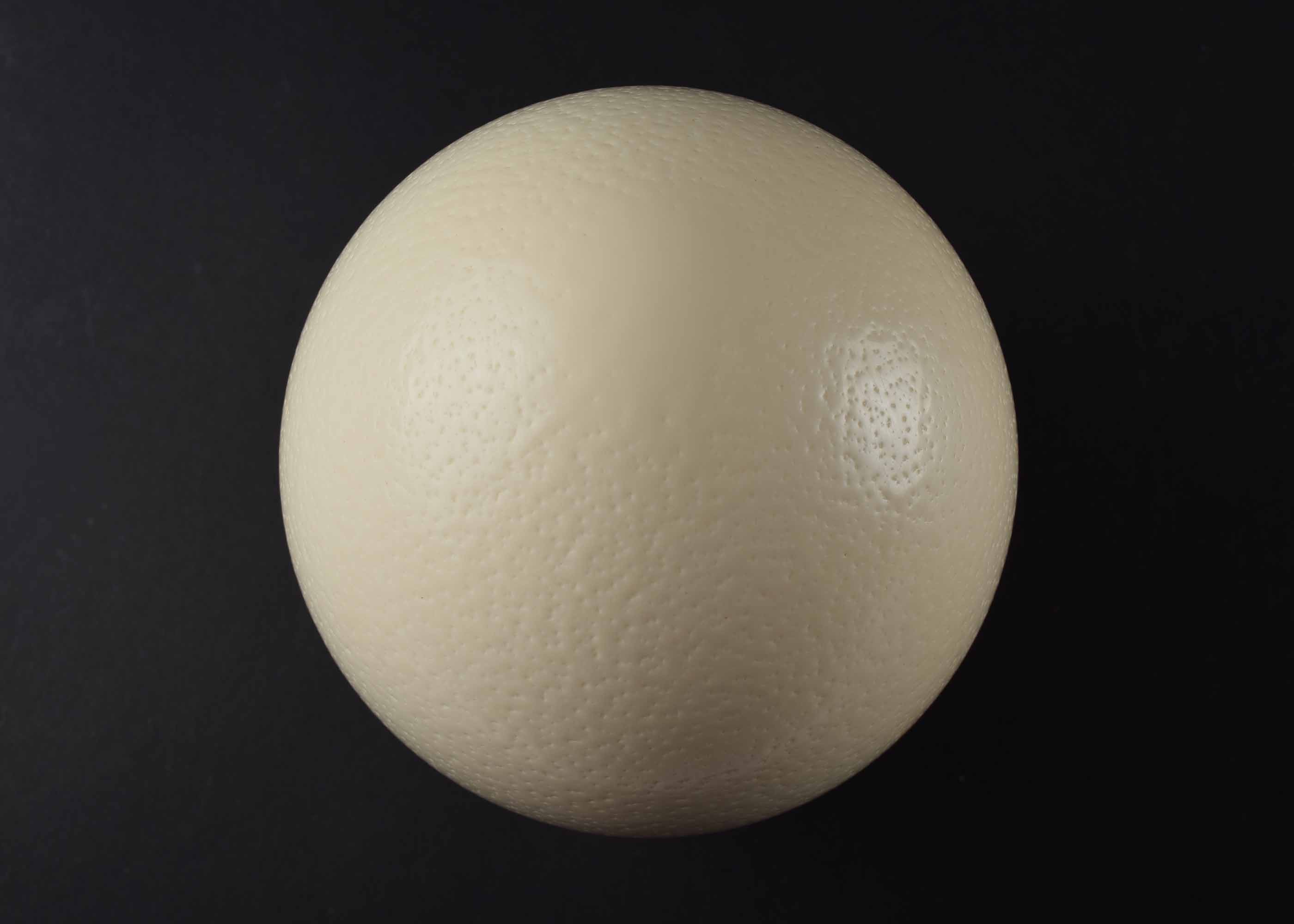 Ostrich Egg