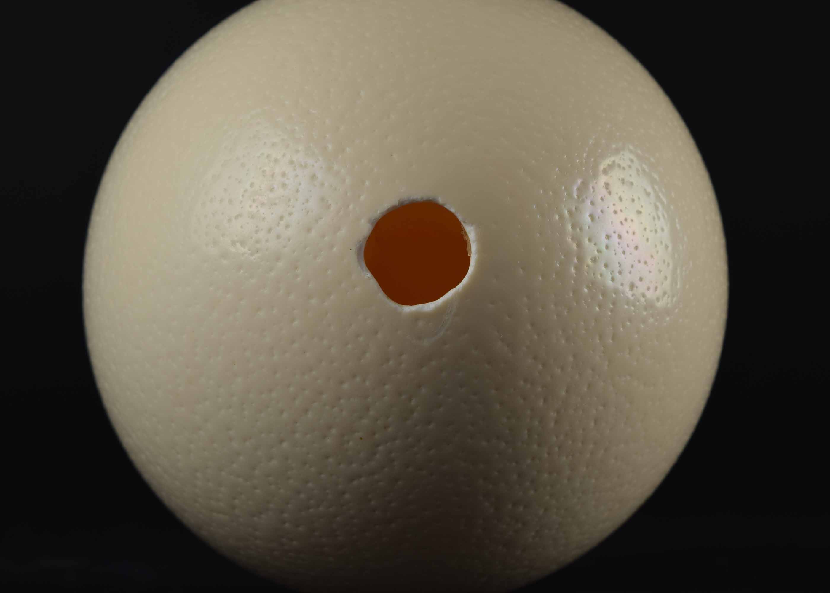 Ostrich Egg