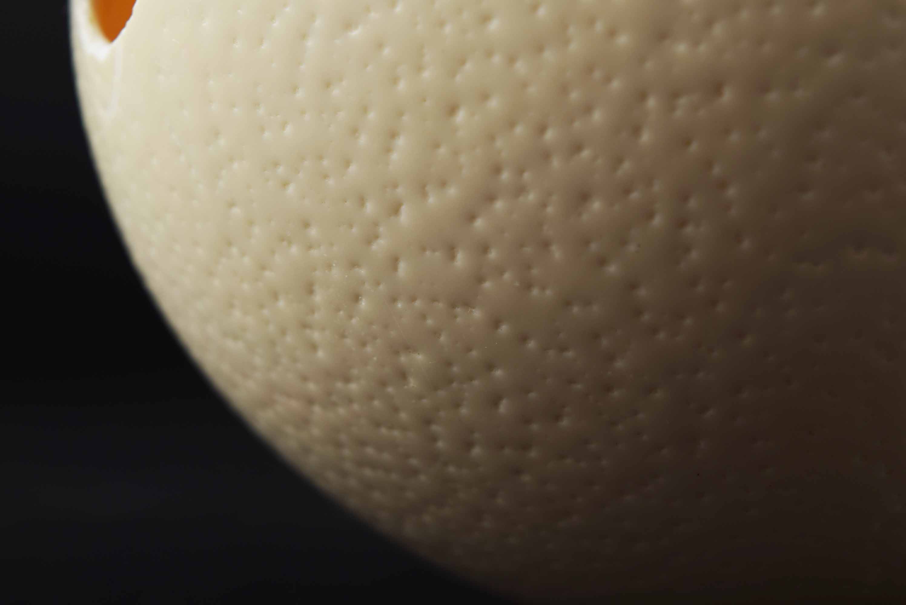 Ostrich Egg