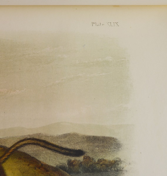 Audubon's "The Quadrupeds of North America" in 3 Volumes