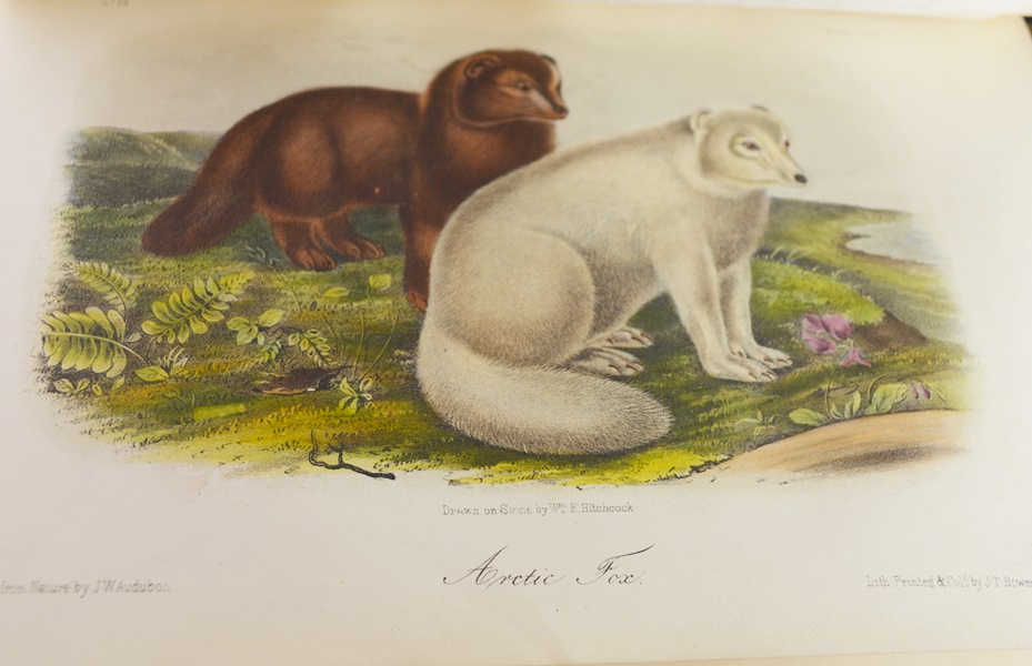 Audubon's "The Quadrupeds of North America" in 3 Volumes