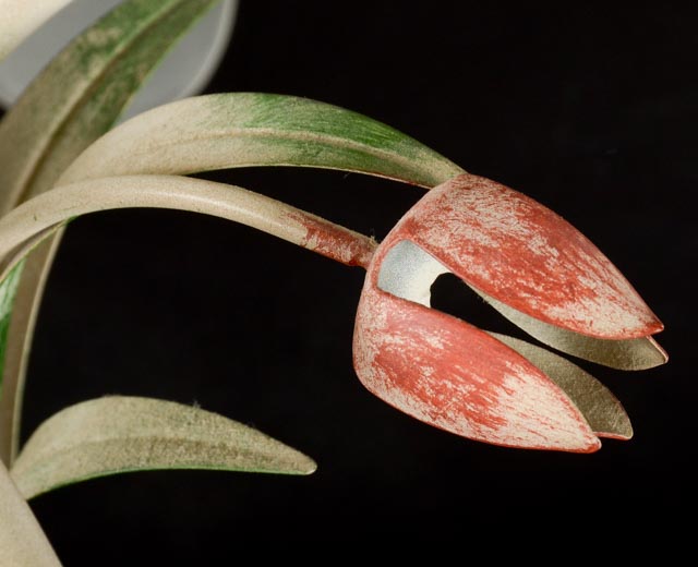 Shabby Chic Five Mount Ceiling Light