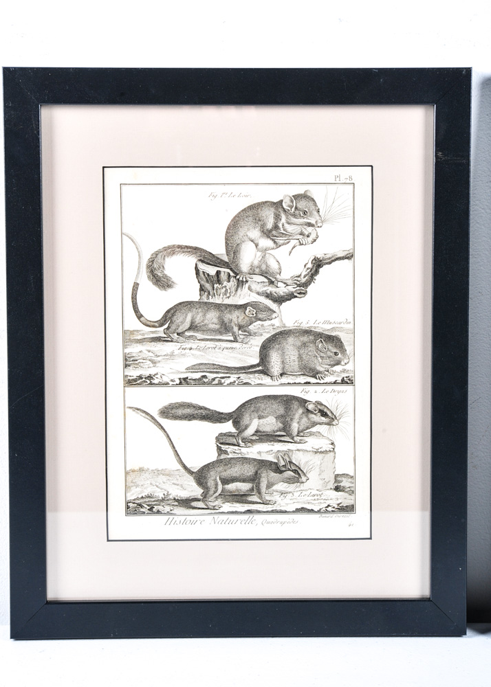 Duo of 18th Century Engravings