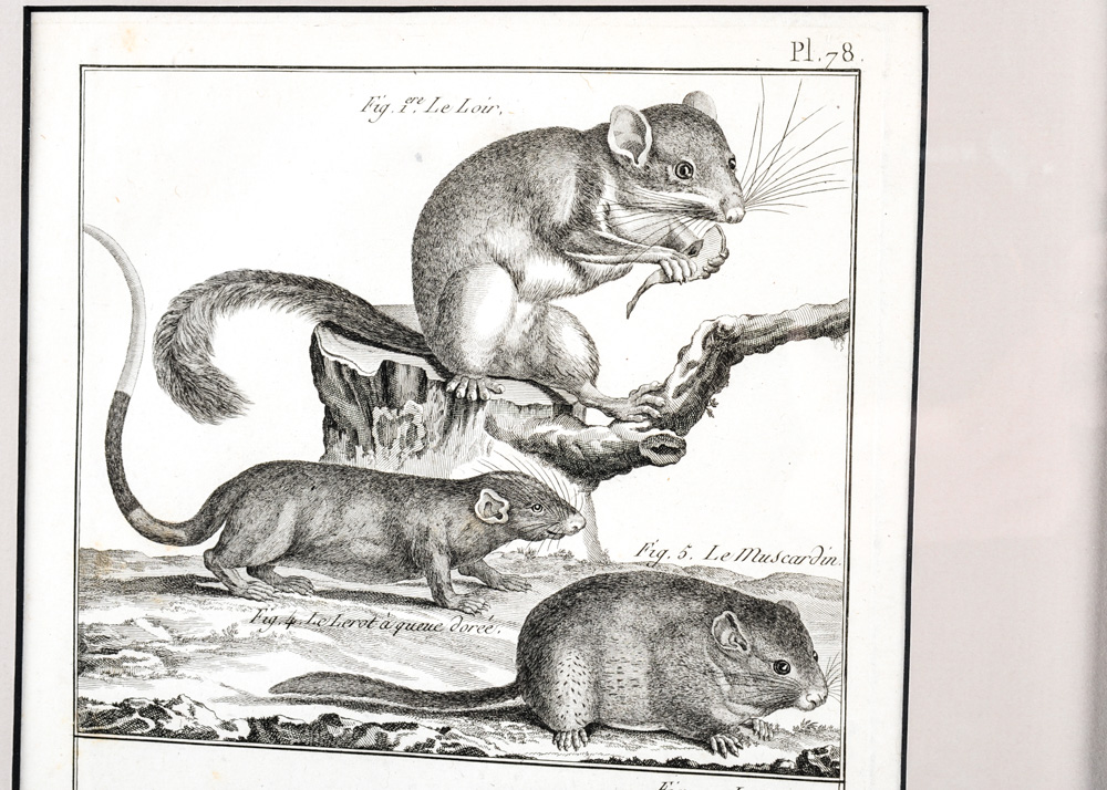 Duo of 18th Century Engravings