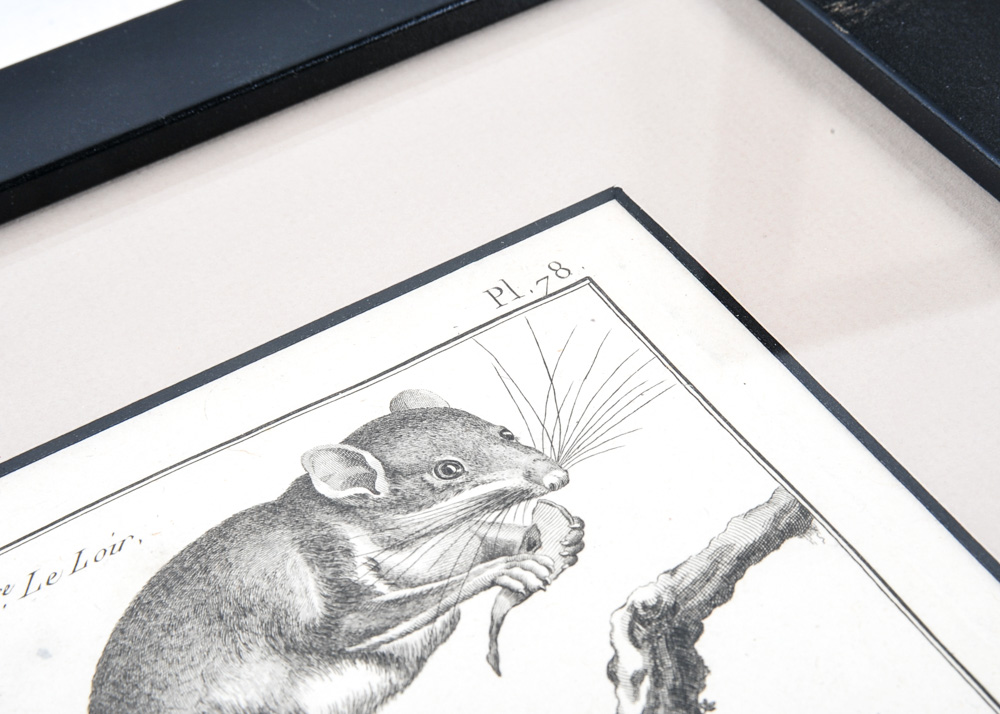 Duo of 18th Century Engravings