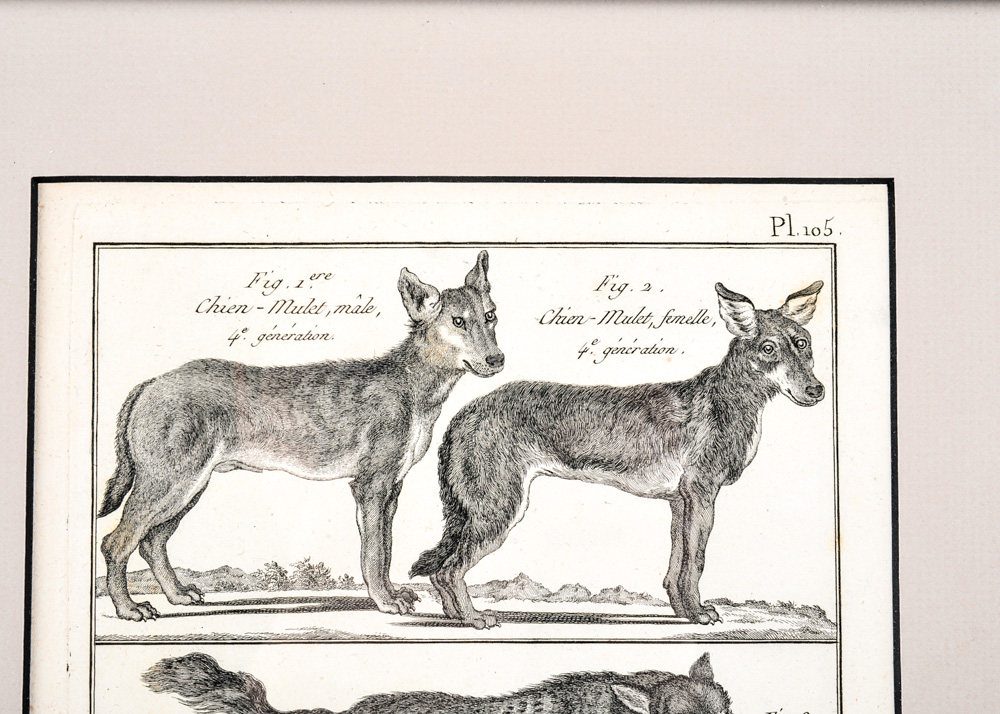 Trio of 18th Century Engravings