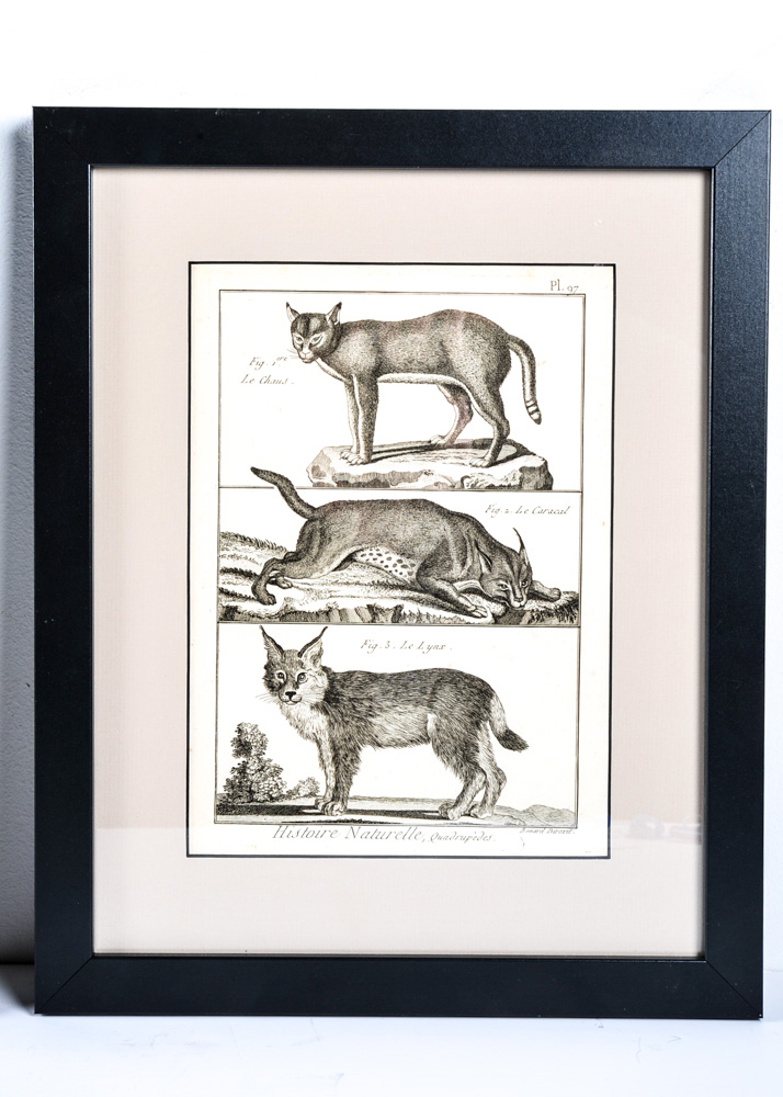 Trio of 18th Century Engravings