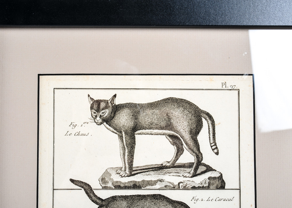 Trio of 18th Century Engravings