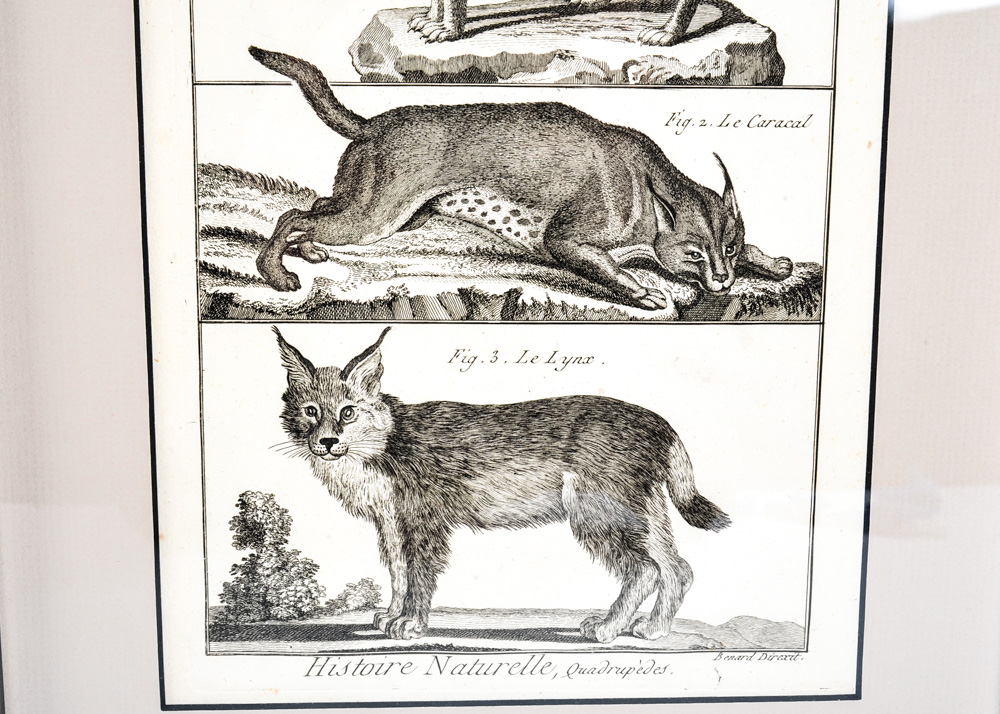 Trio of 18th Century Engravings