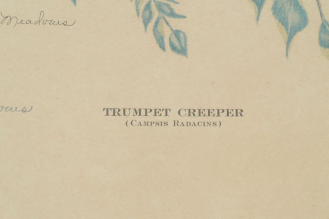 Signed and Numbered Nellie Meadows Prints