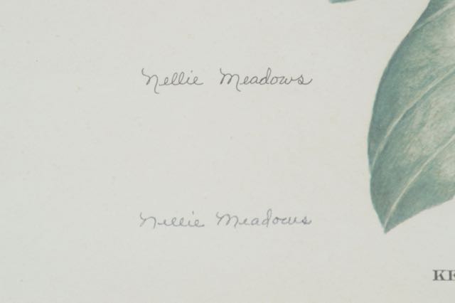 Signed and Numbered Nellie Meadows Prints