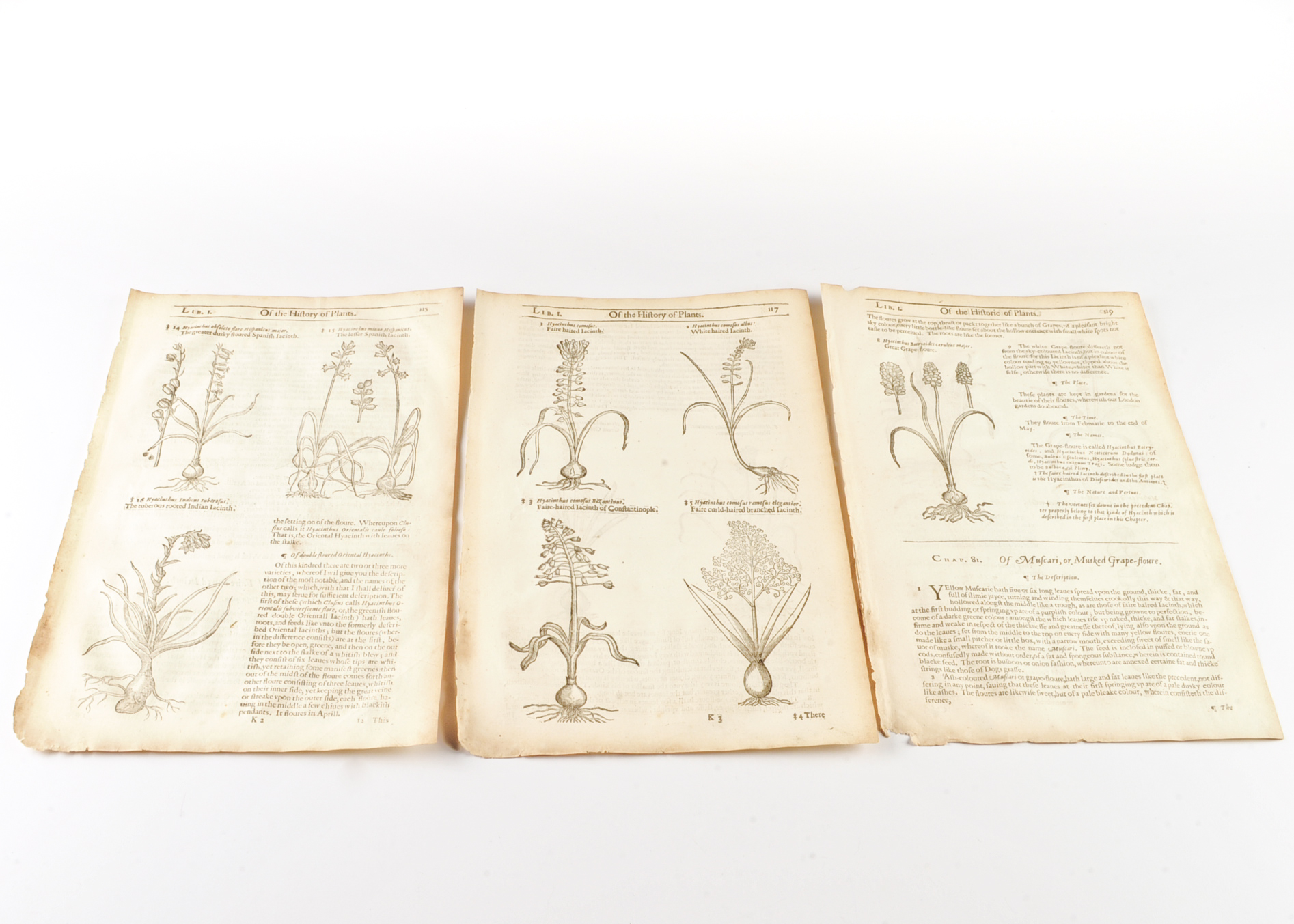 Three Pages of John Gerard's "History of Plants" c. 1600