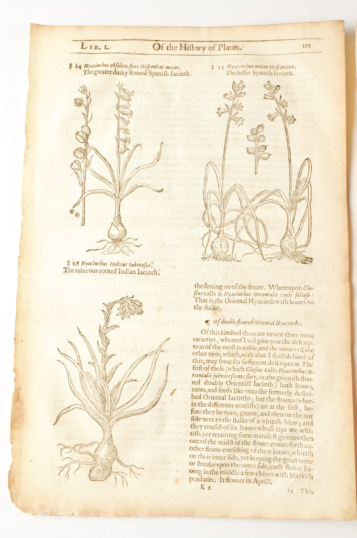 Three Pages of John Gerard's "History of Plants" c. 1600
