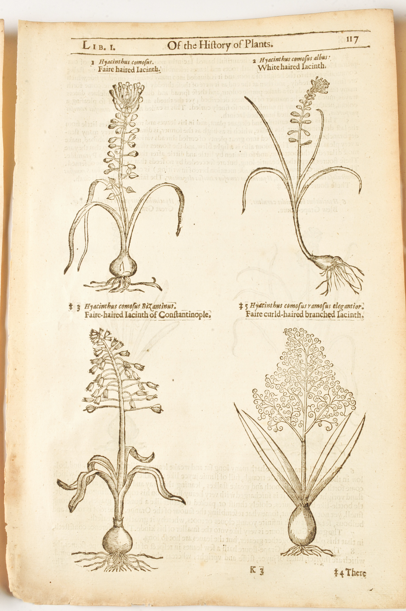 Three Pages of John Gerard's "History of Plants" c. 1600