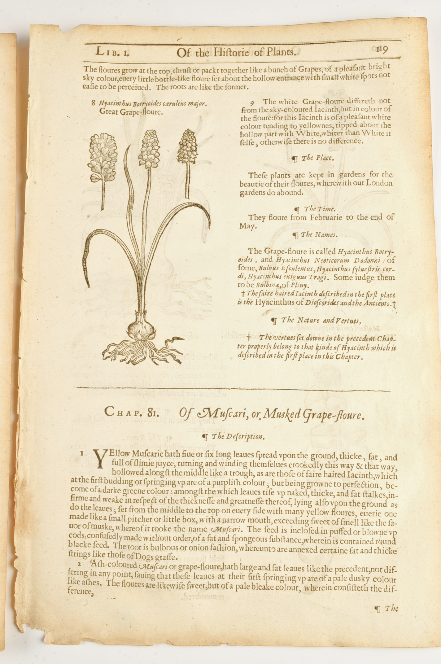 Three Pages of John Gerard's "History of Plants" c. 1600