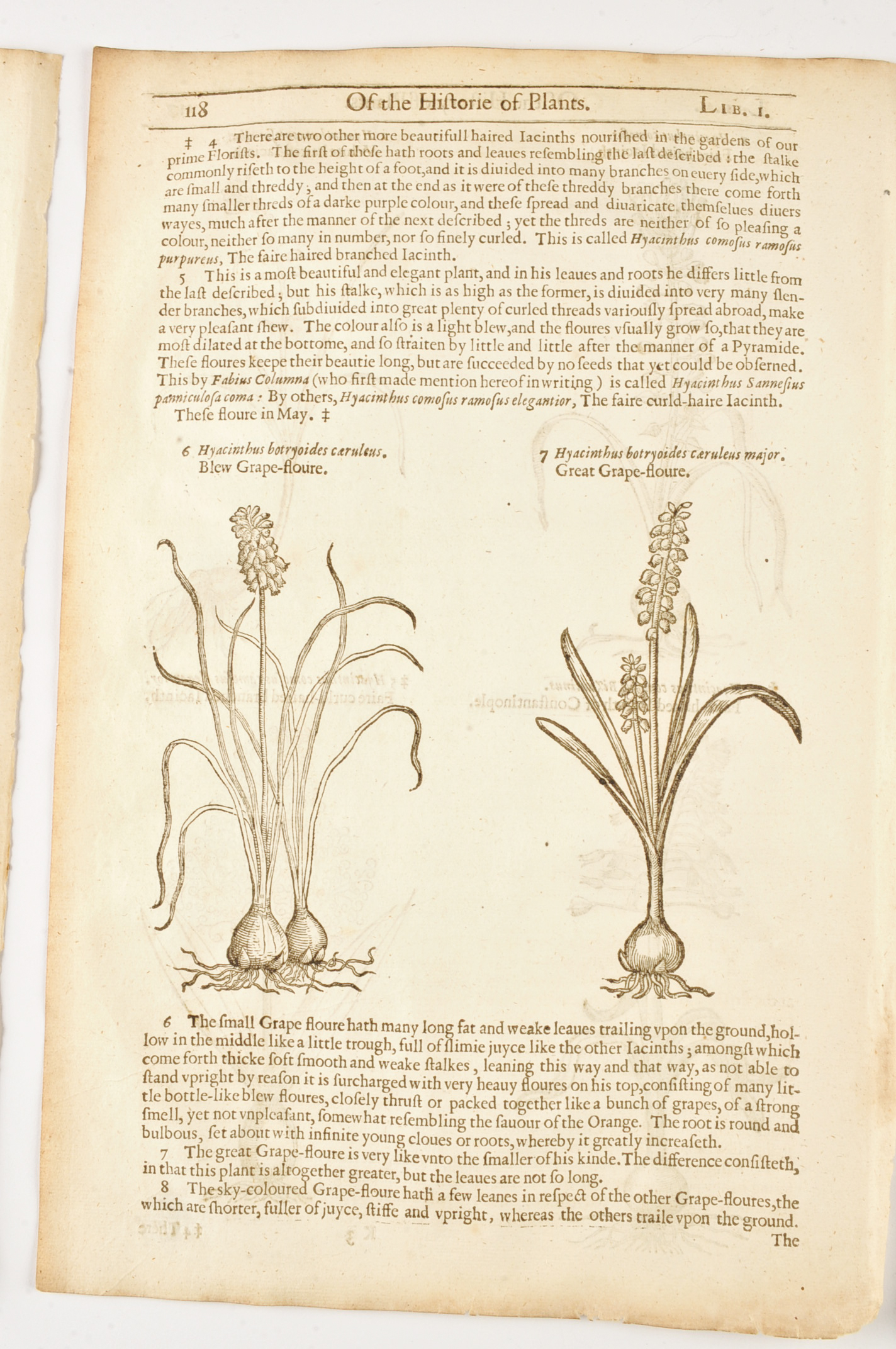 Three Pages of John Gerard's "History of Plants" c. 1600