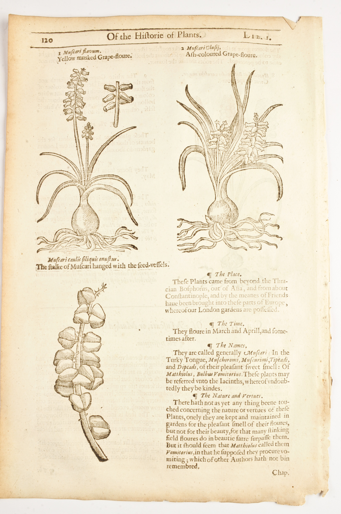 Three Pages of John Gerard's "History of Plants" c. 1600
