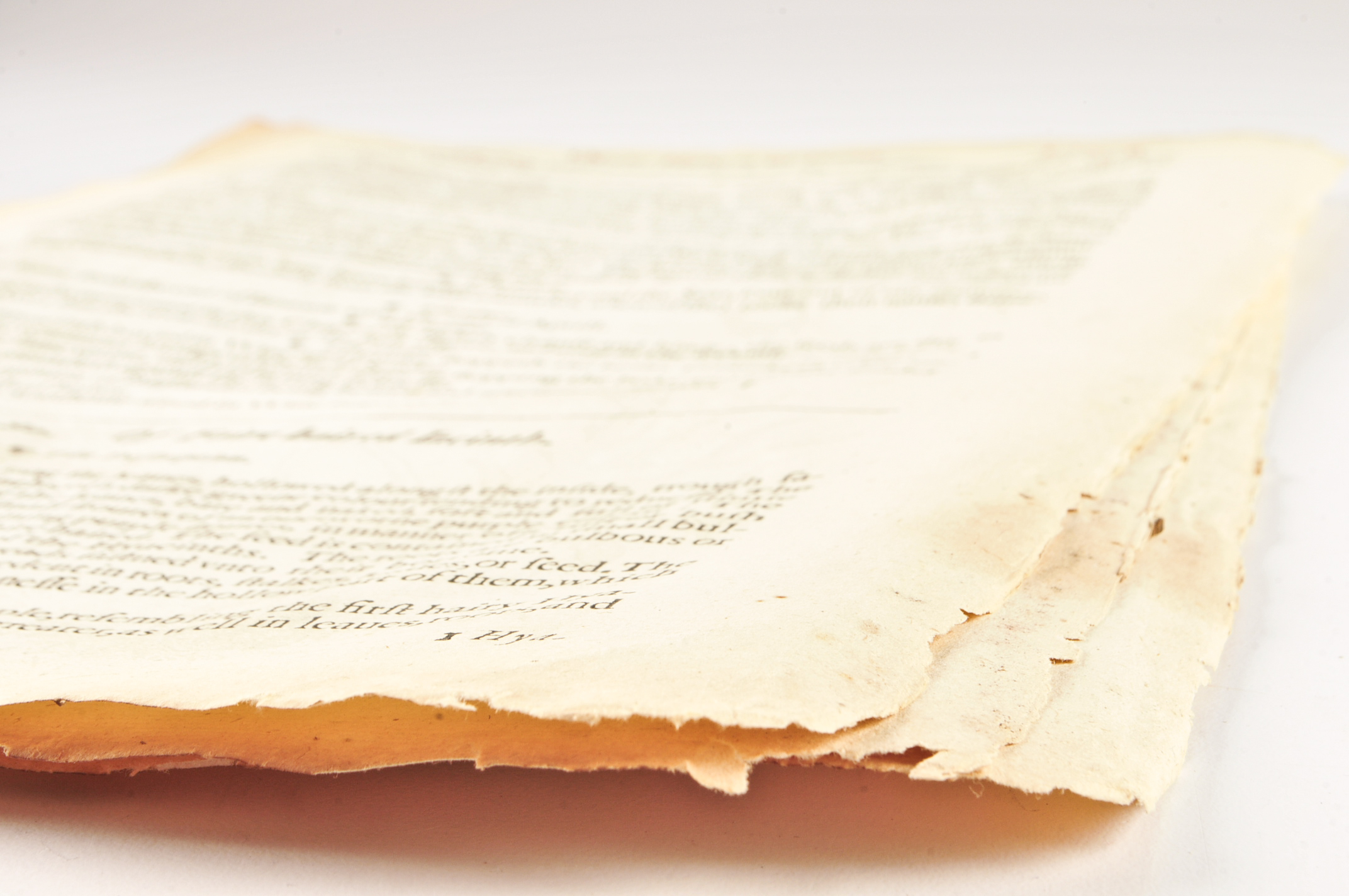 Three Pages of John Gerard's "History of Plants" c. 1600