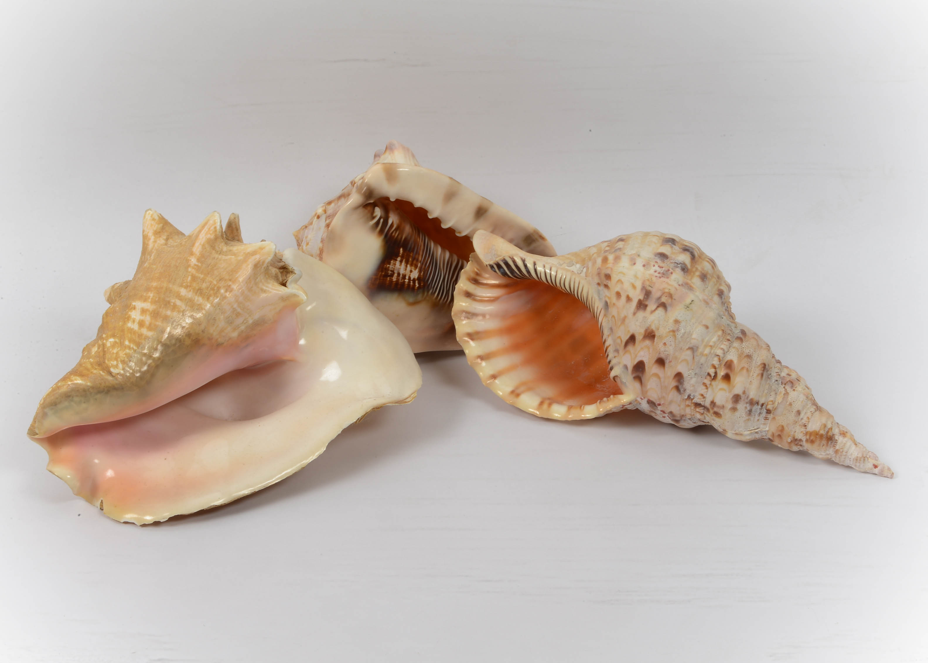 Collection of Seaside Decor