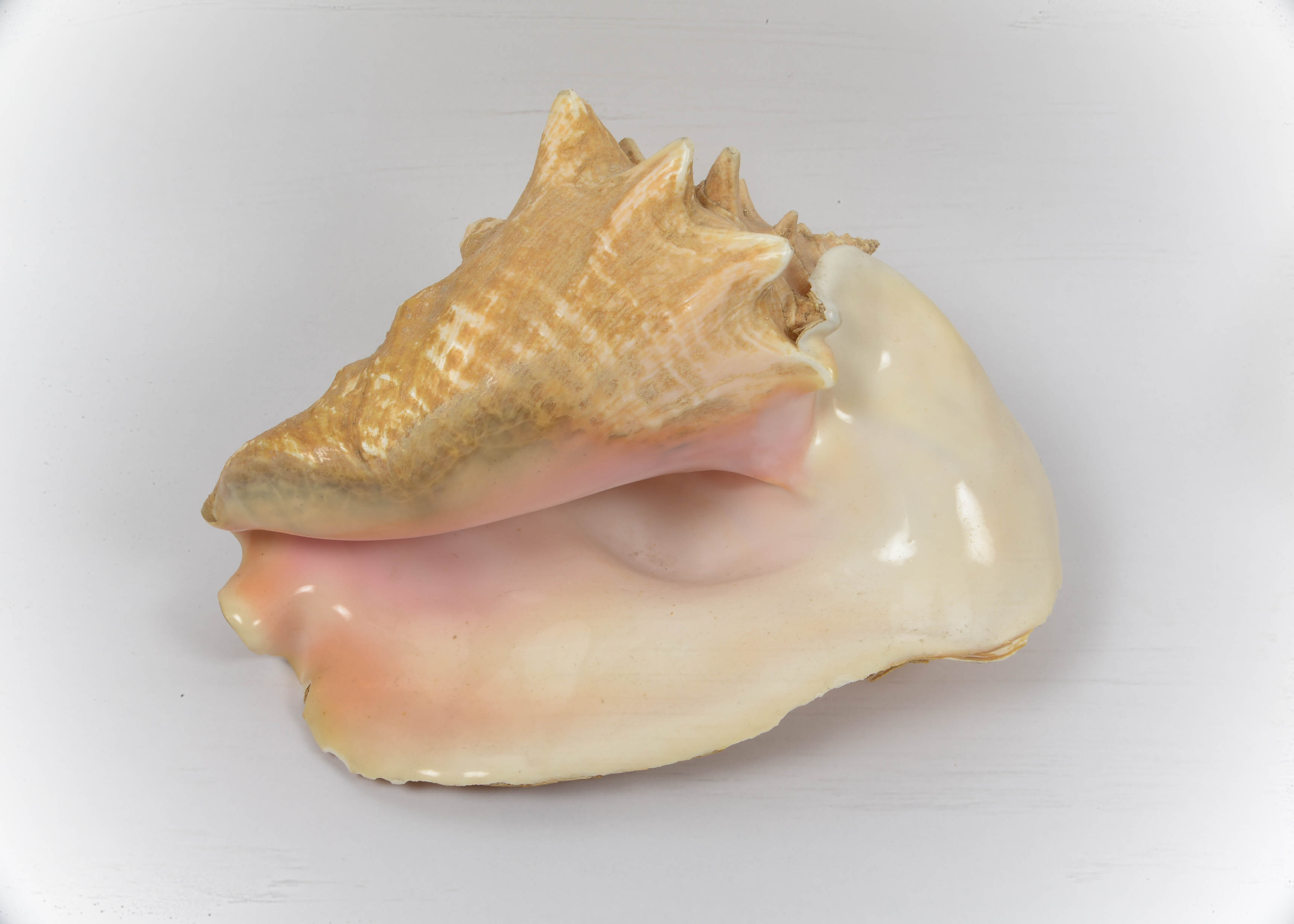 Collection of Seaside Decor