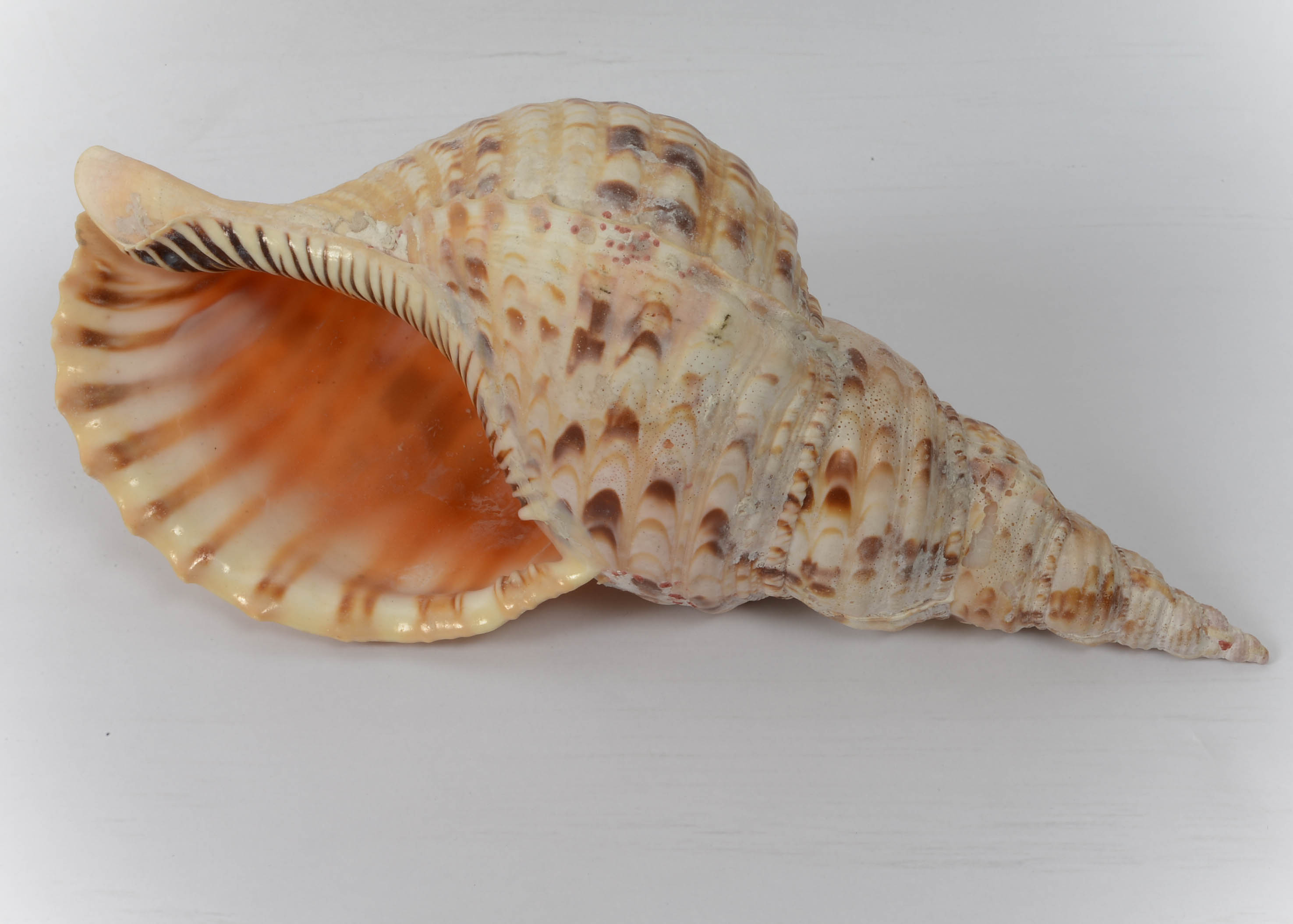 Collection of Seaside Decor