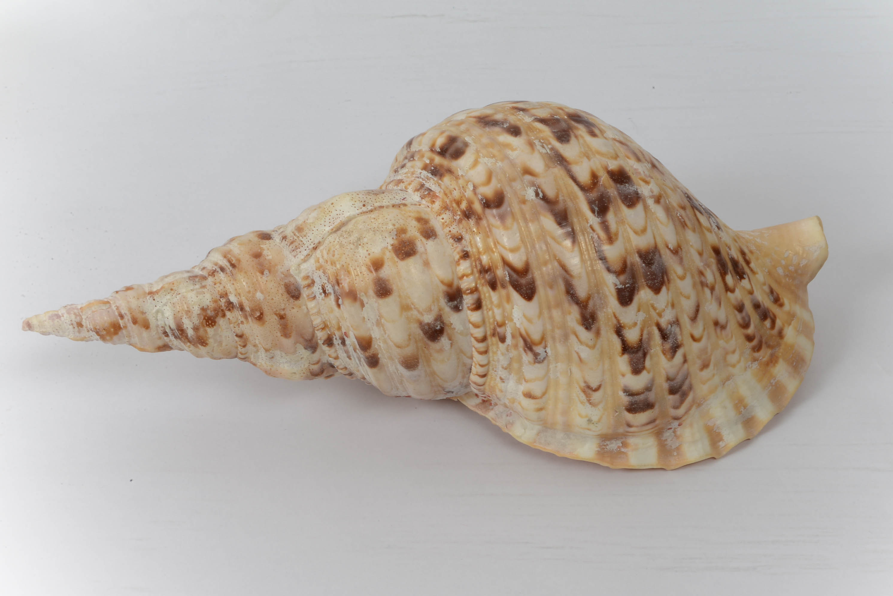 Collection of Seaside Decor